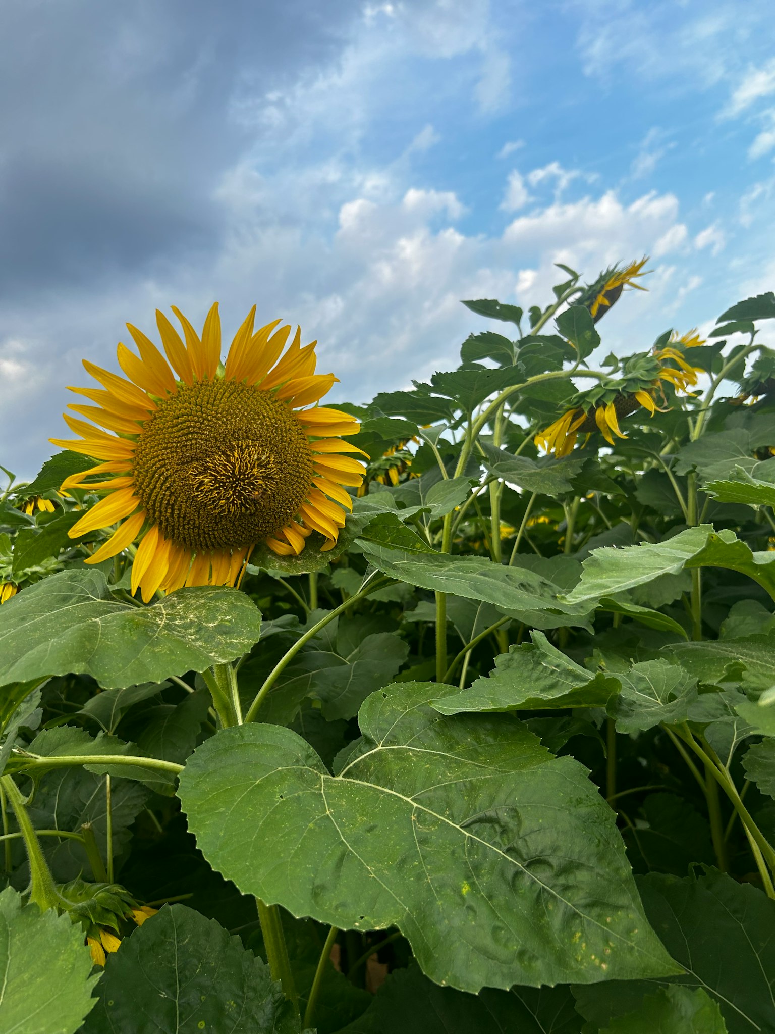 Girasole che fiorisce sotto un cielo blu con foglie verdi