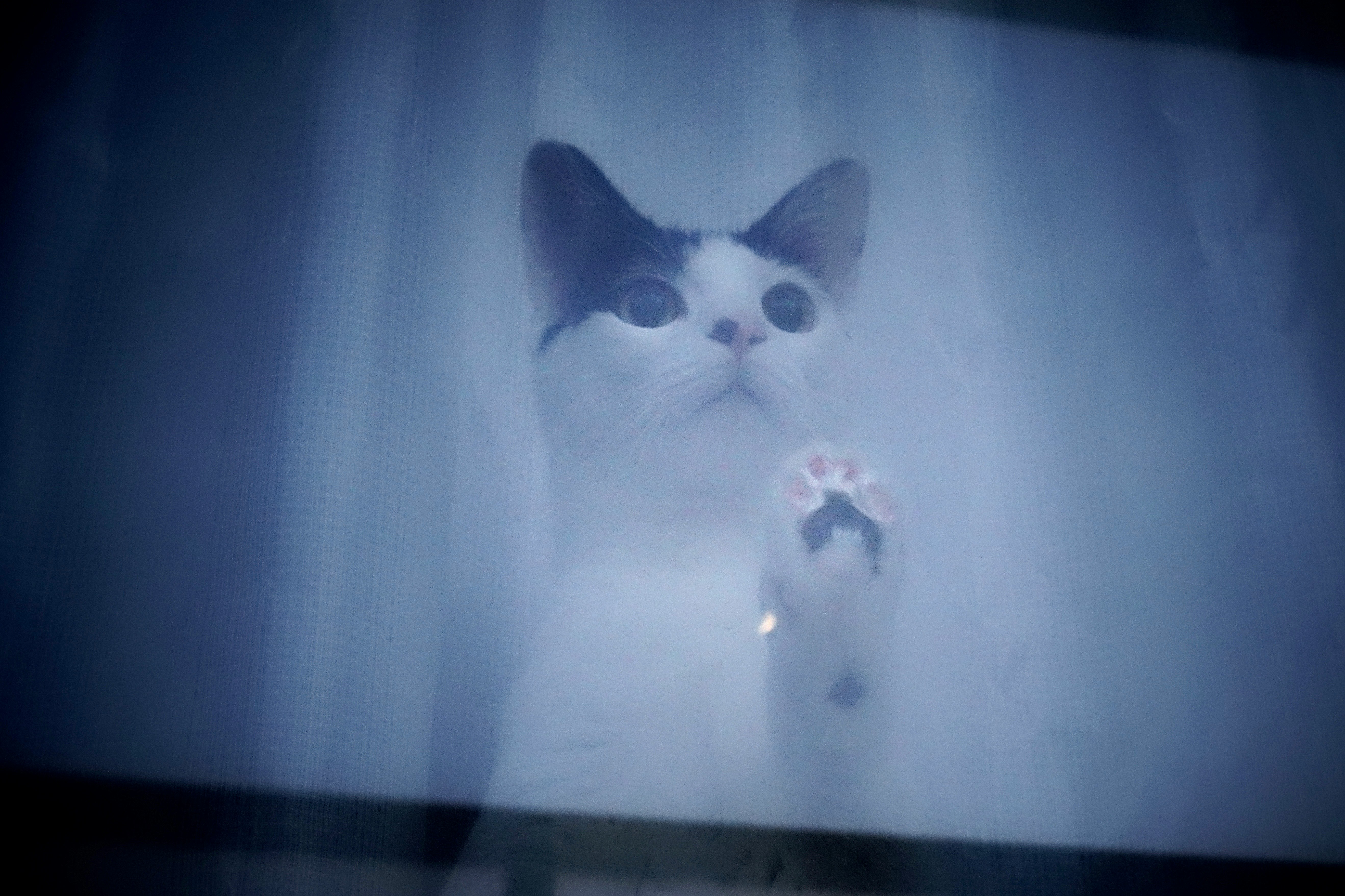 silhouette de chat lumineuse dans la brume