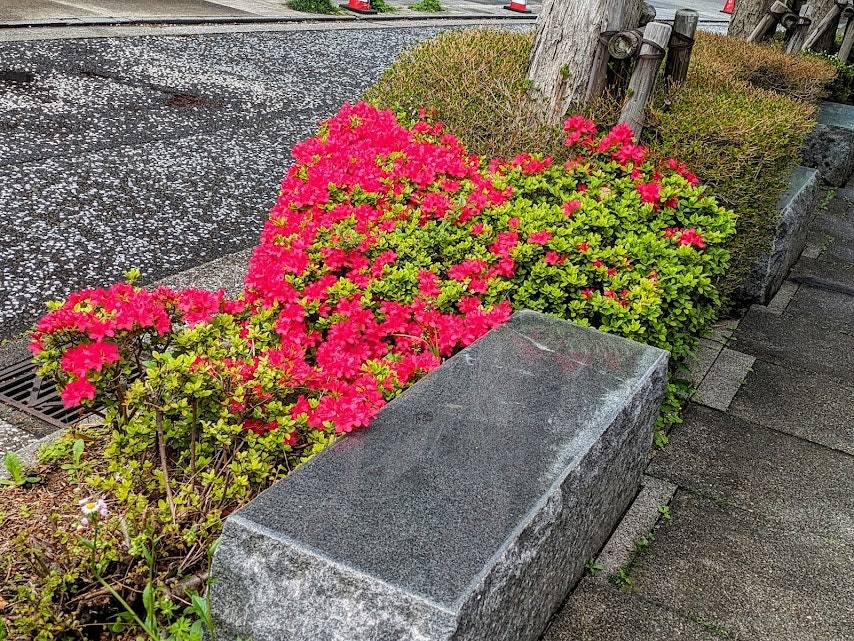 massif d’azalées aux fleurs vives près d’un chemin bordé de pierre