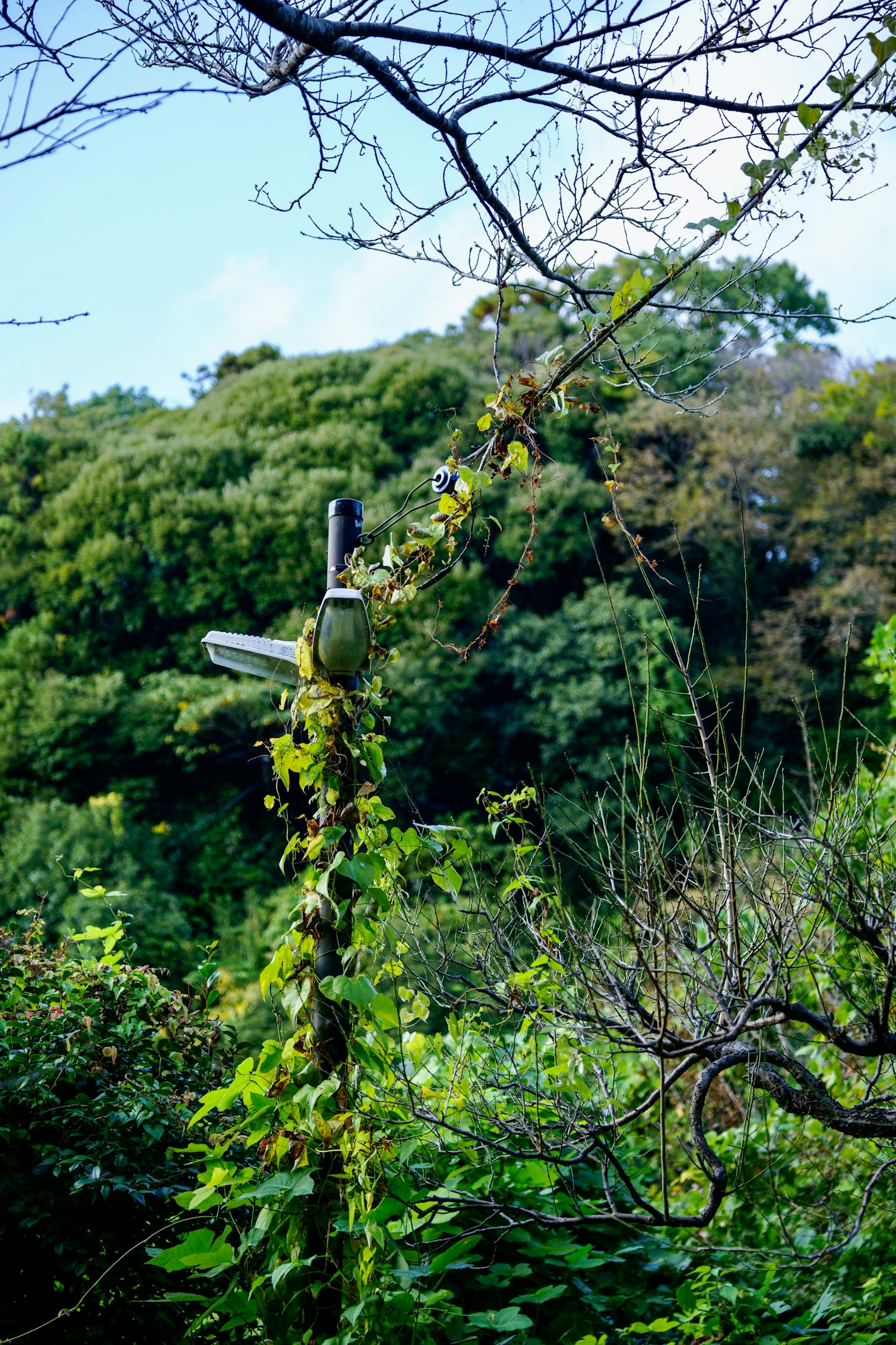 A green-covered signpost amidst lush natural scenery