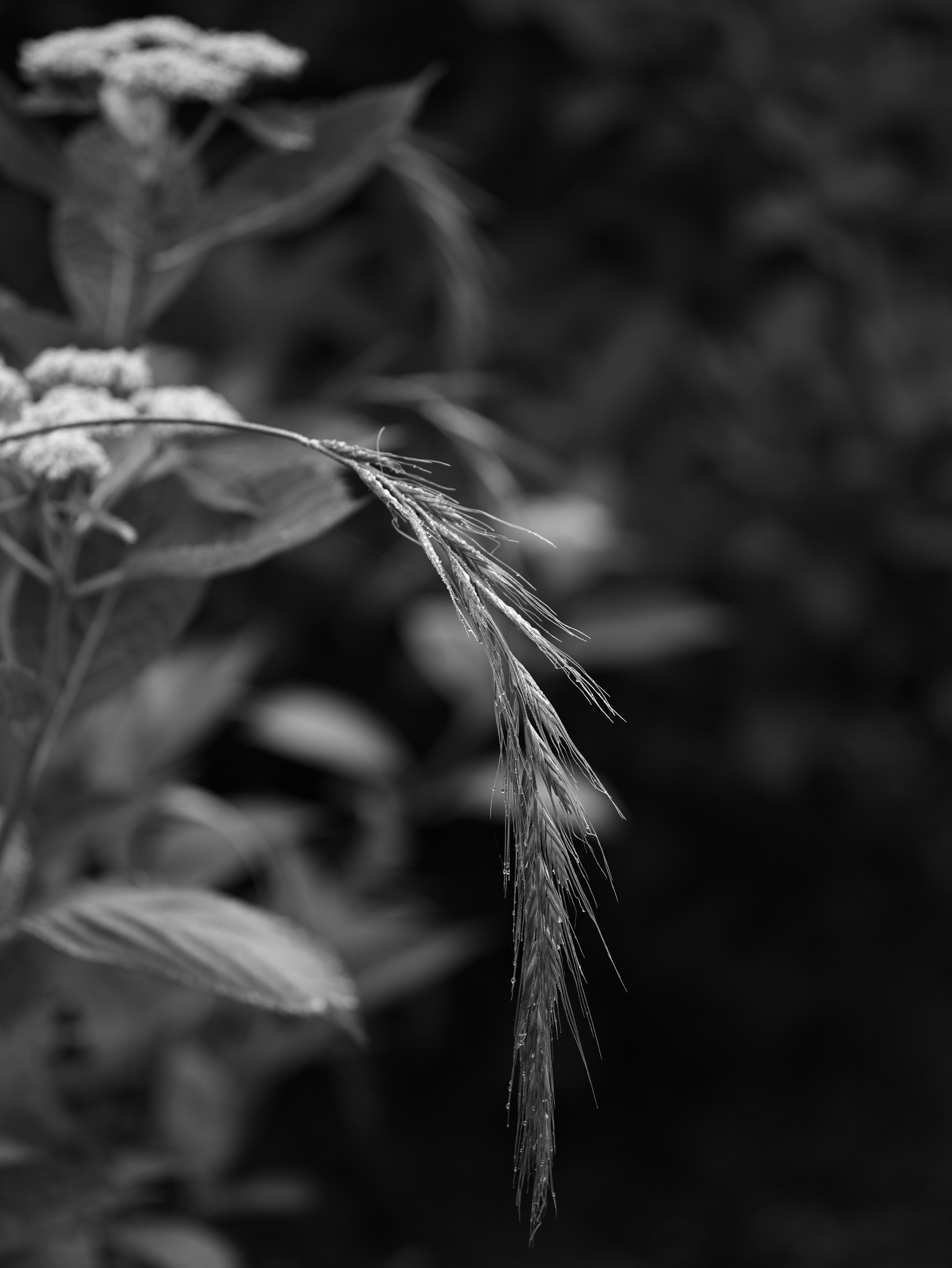 Gros plan sur des épis d’herbe dans la nature