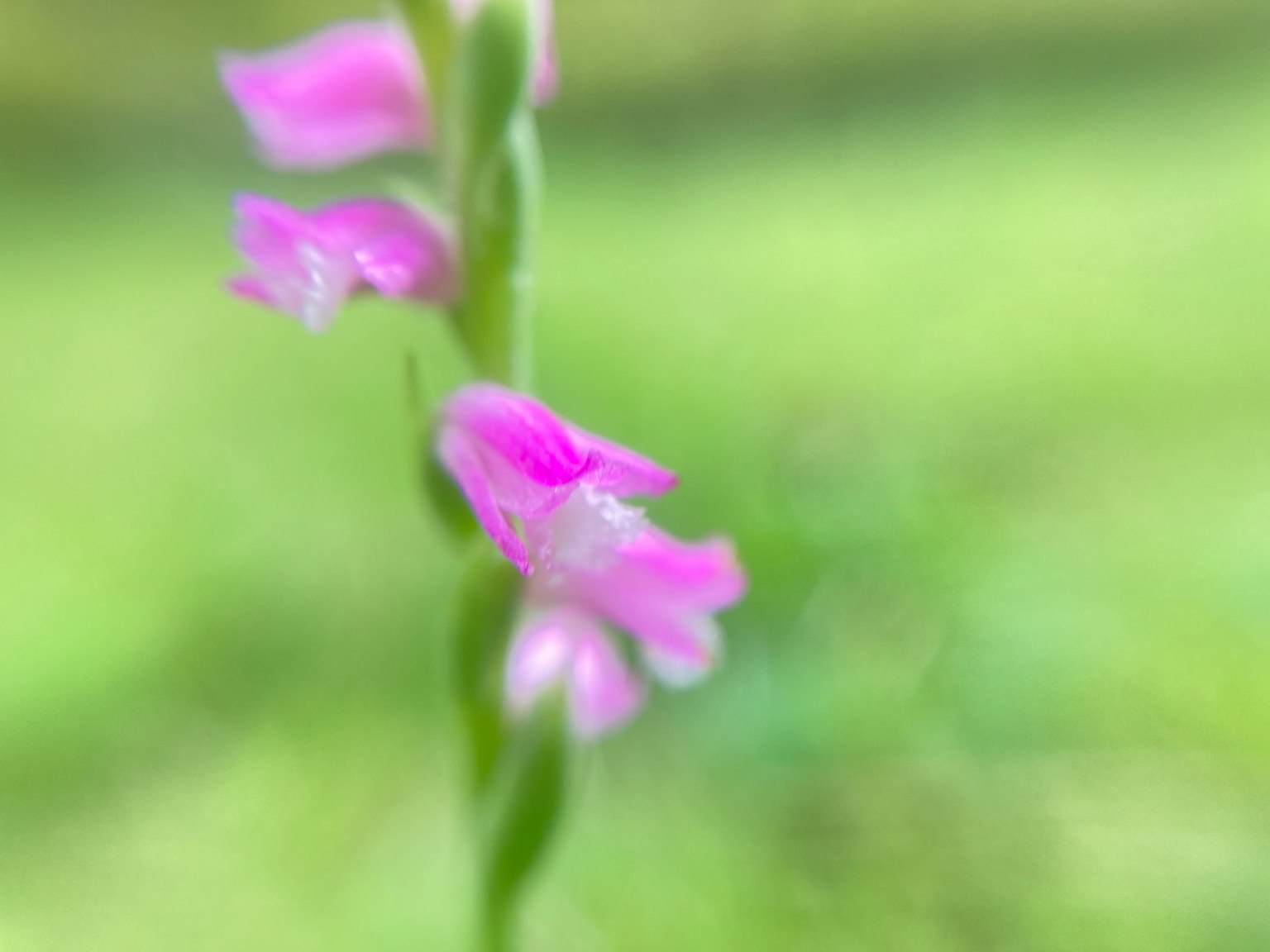 Bunga pink halus di latar belakang hijau kabur