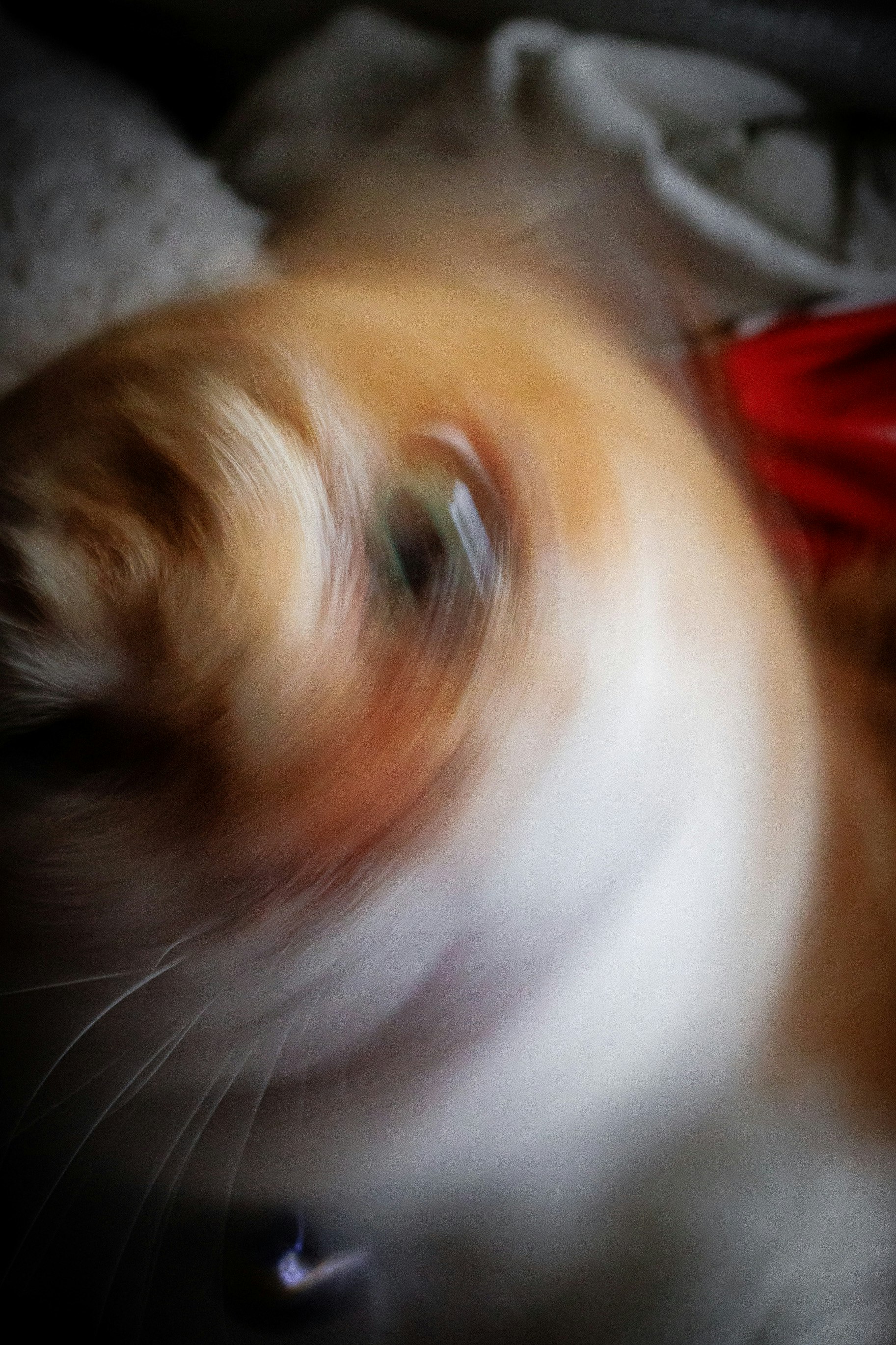 motion-blurred close-up of a dog’s face