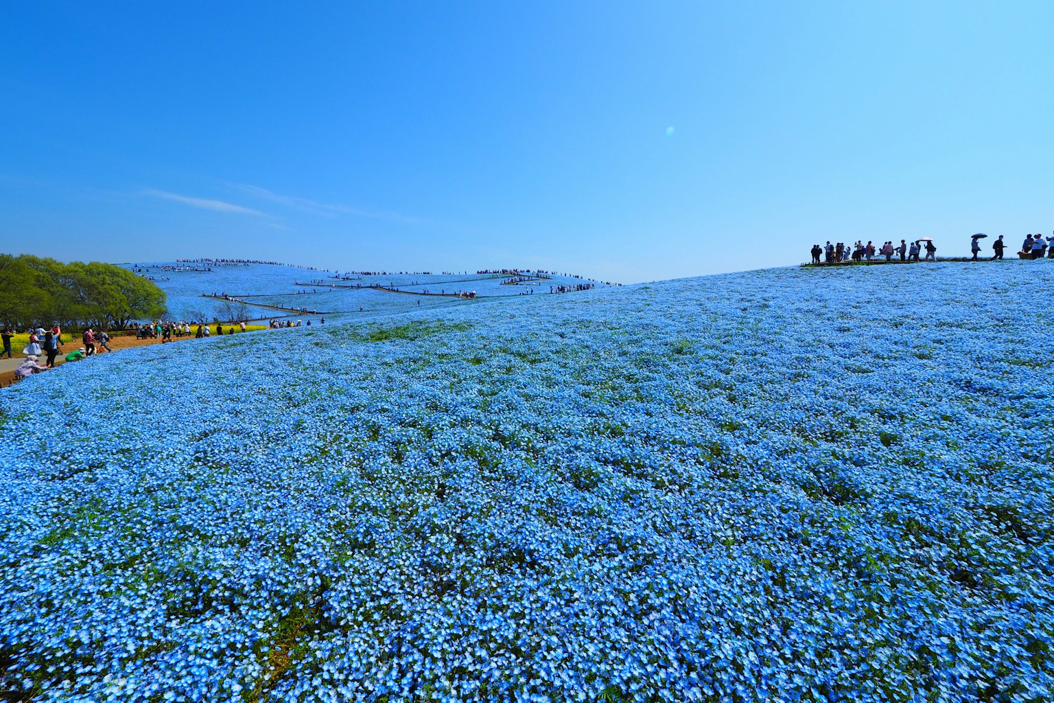 辽阔的蓝色花田和背景中的游客
