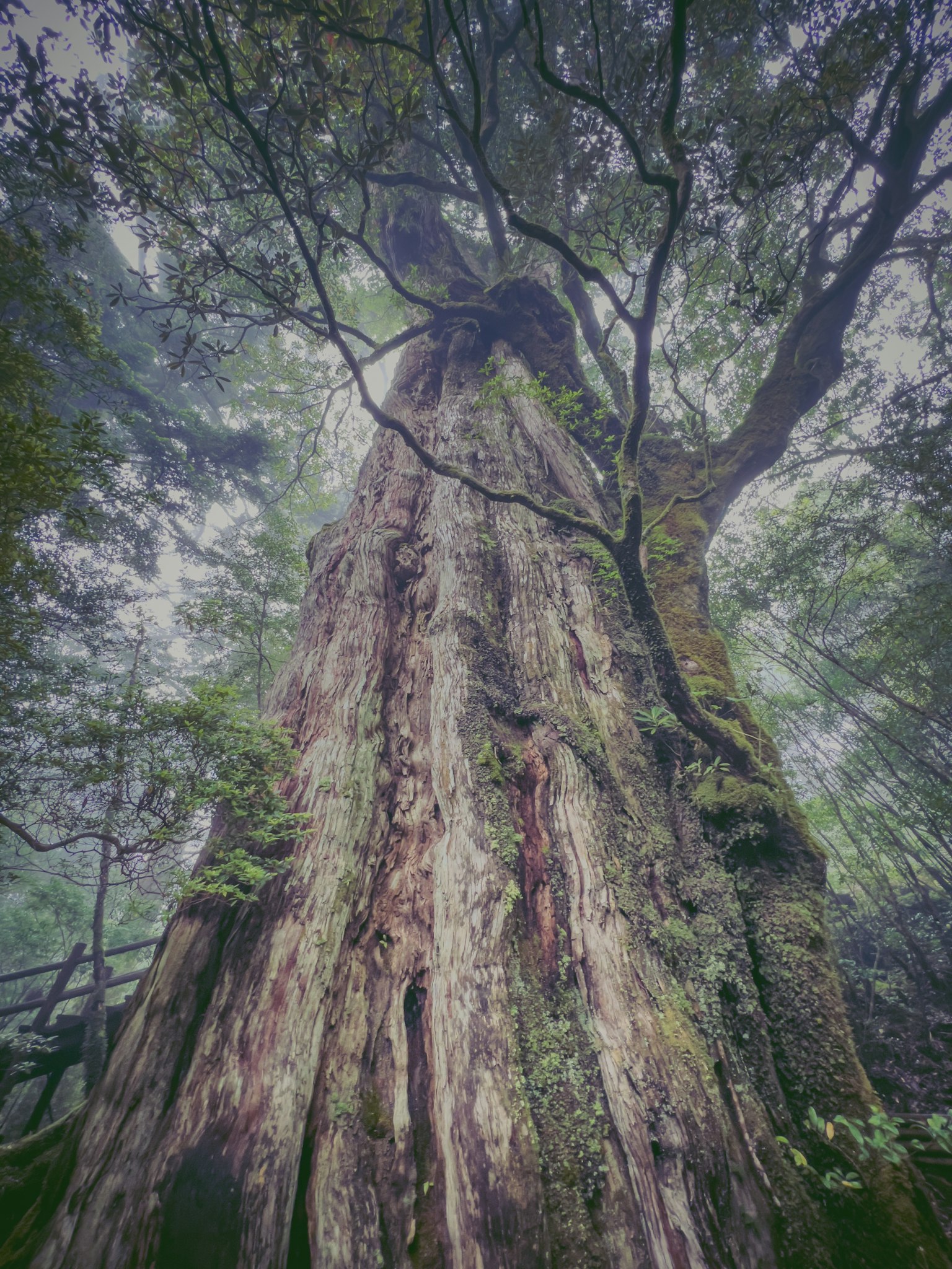 Tronco d'albero maestoso con rami avvolti nella nebbia