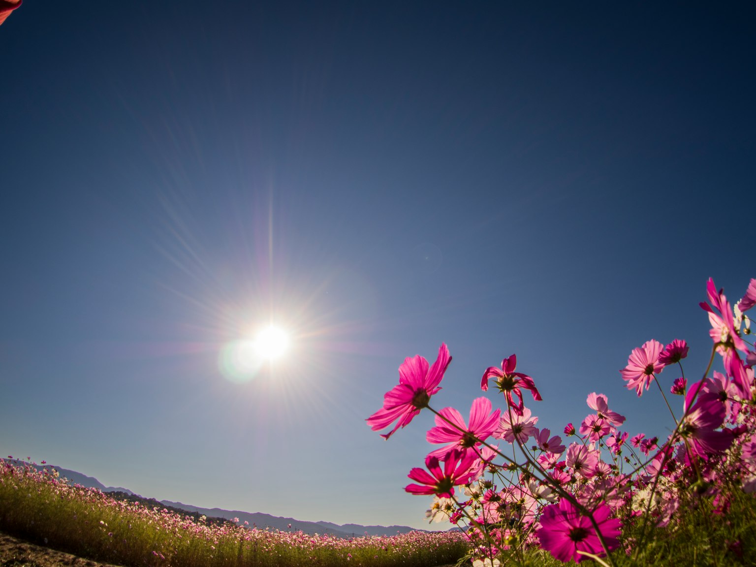 Landscape of pink flowers under a bright sun and clear blue sky