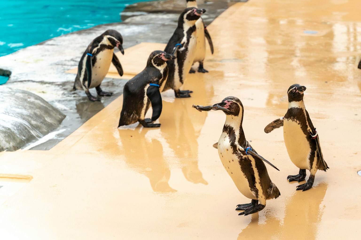 Un grupo de pingüinos caminando sobre una superficie de cerámica lisa cerca del agua