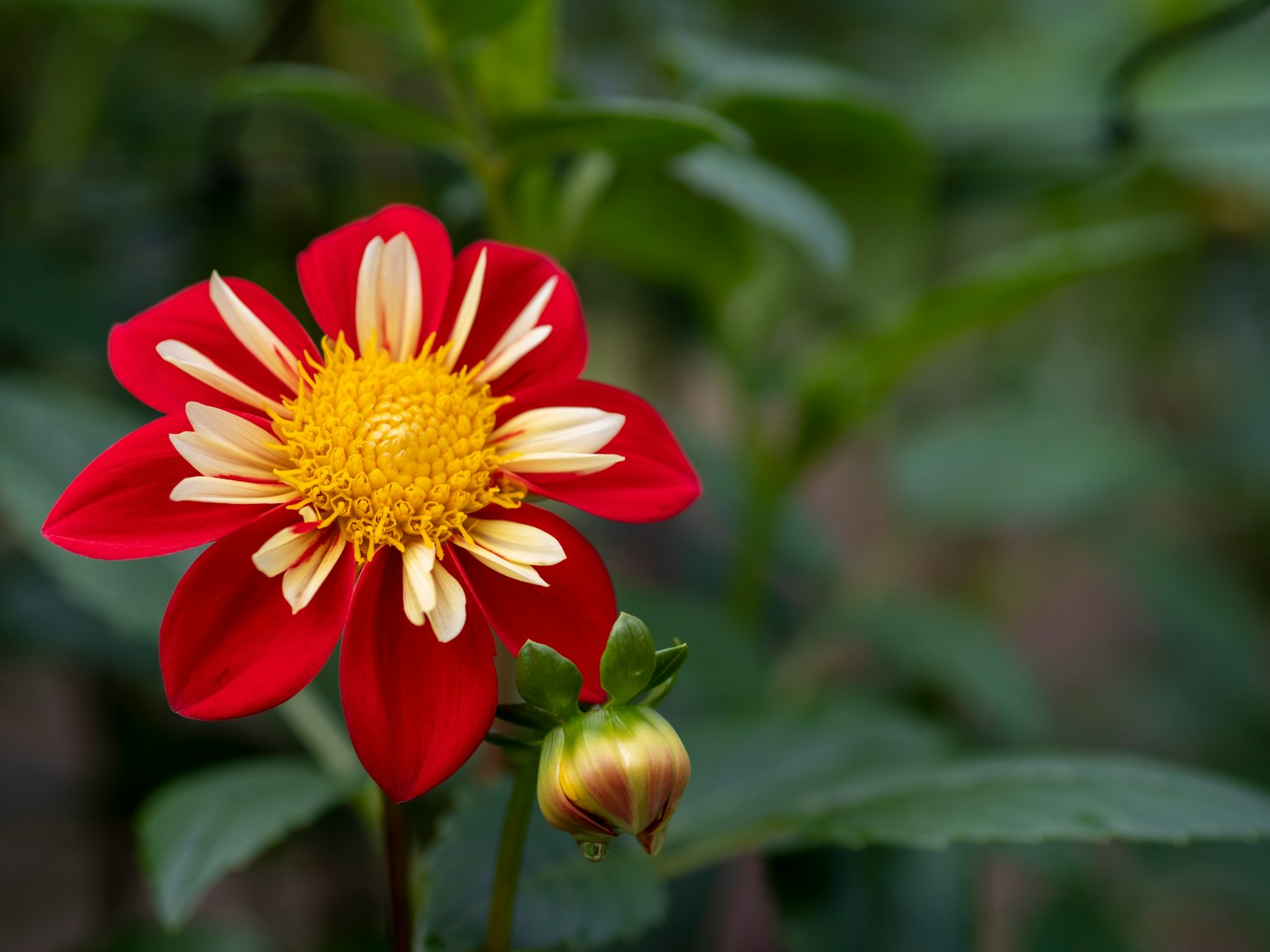 Dahlienblume mit roten und gelben Blütenblättern blüht