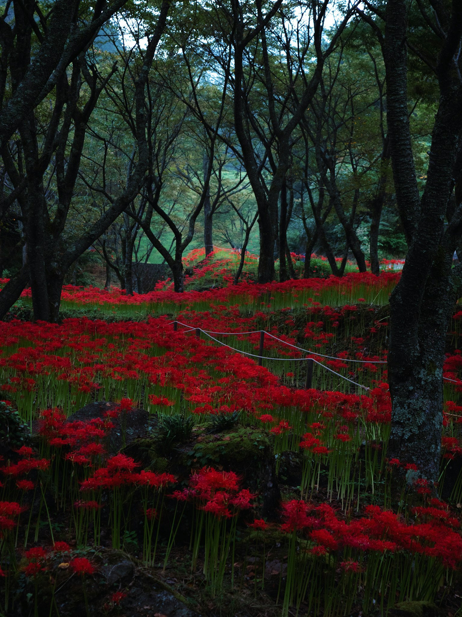 Forest landscape with vibrant red flowers and green trees