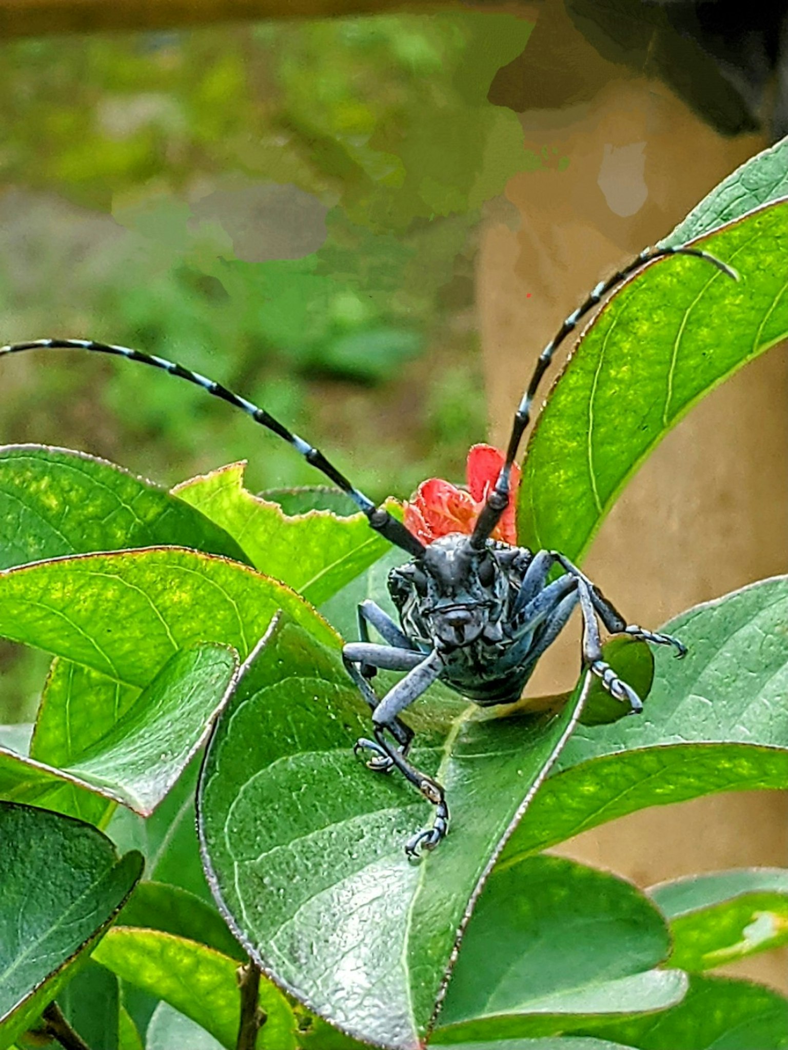 แมลงสีน้ำเงินอยู่บนใบไม้สีเขียวพร้อมกับหนวดสีแดงที่โดดเด่น