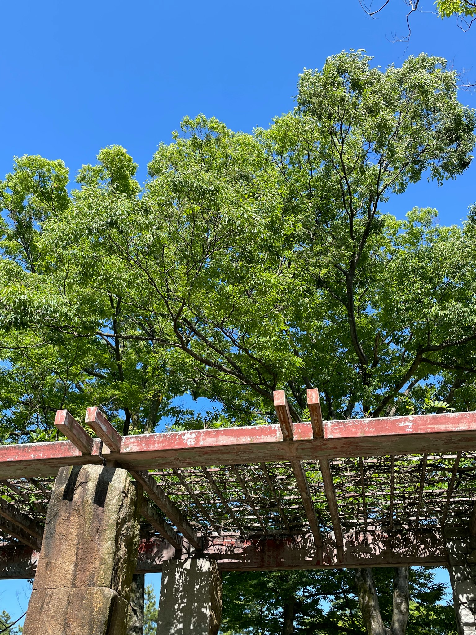 在藍天下郁郁蔥蔥的樹木和木製涼棚