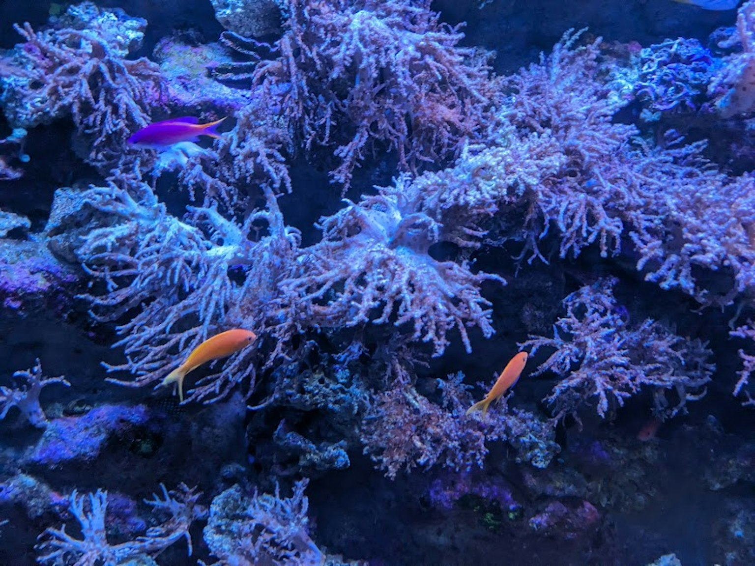 Scena subacquea con corallo viola e pesci arancioni
