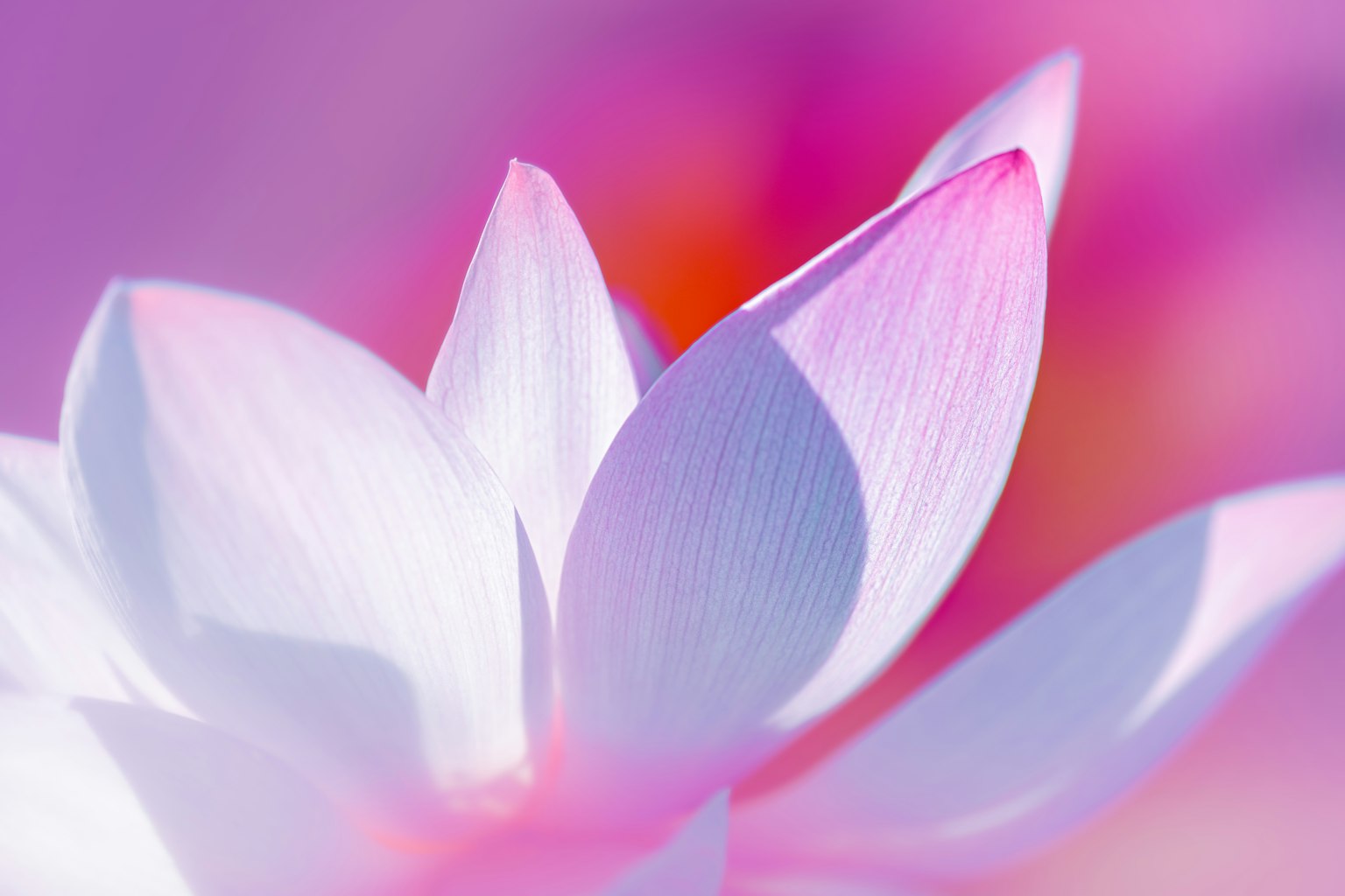 Close-up of delicate pink and white flower petals