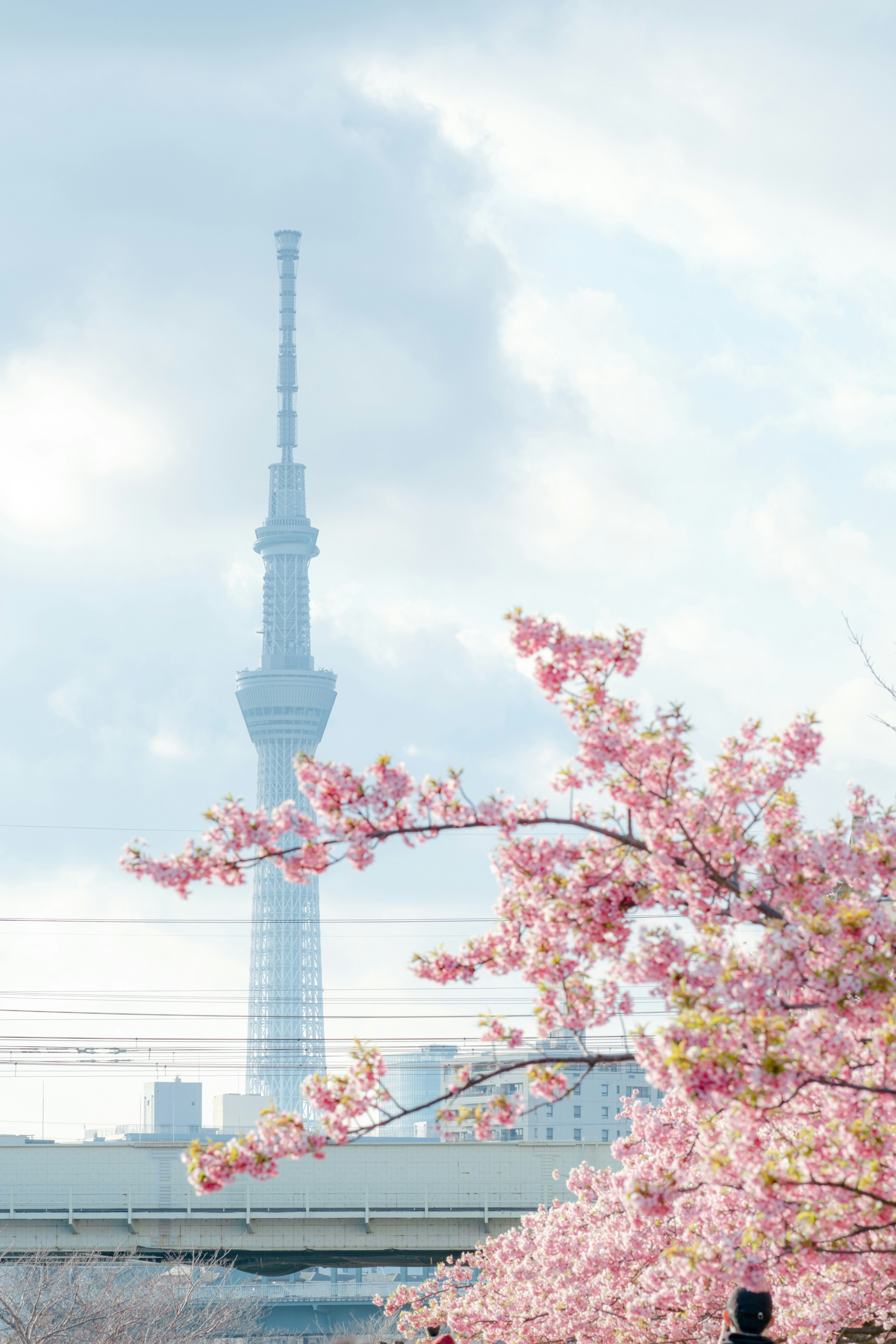 桜の花と東京スカイツリーの眺め