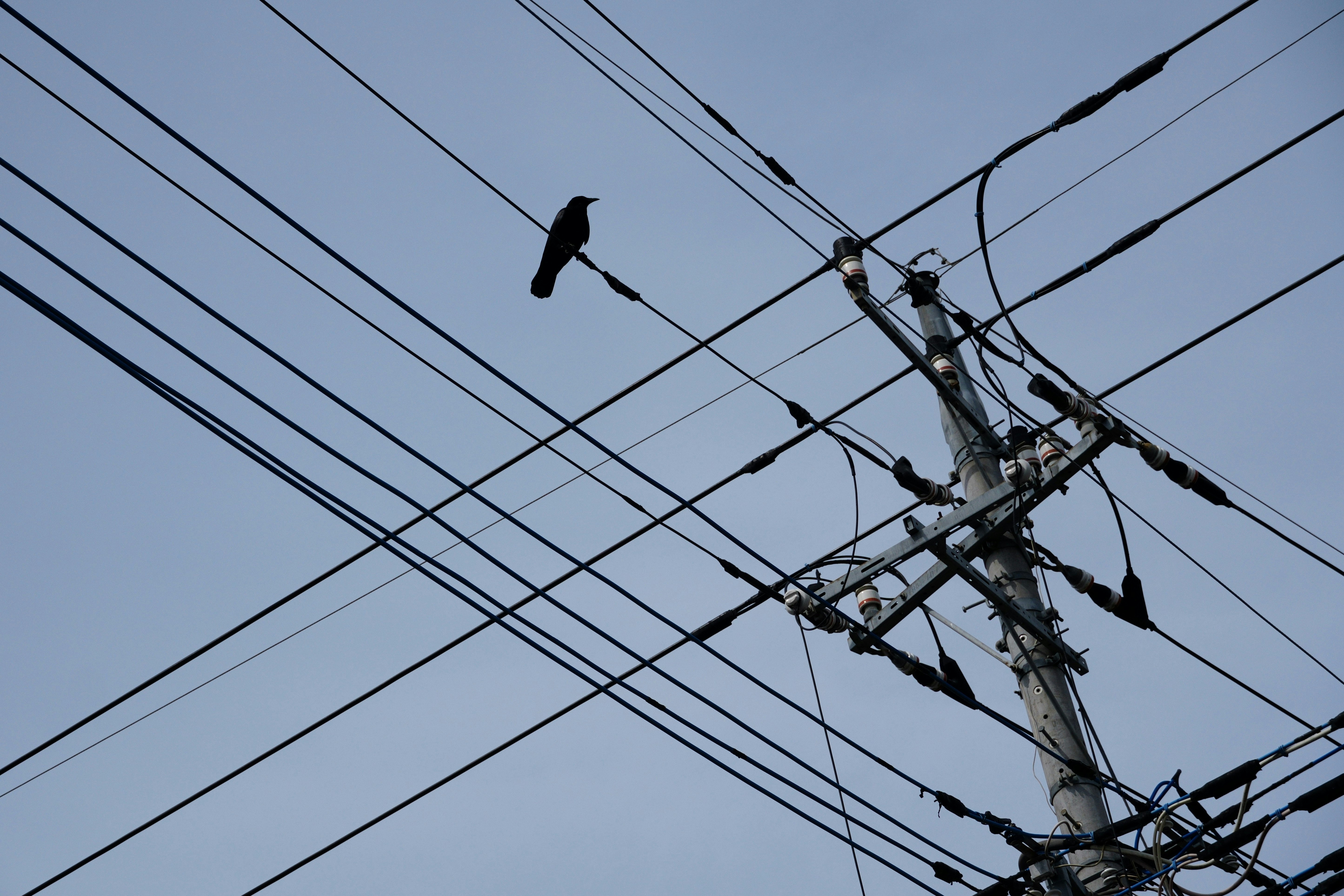 青空の下に電線に止まる鳥と電柱の画像