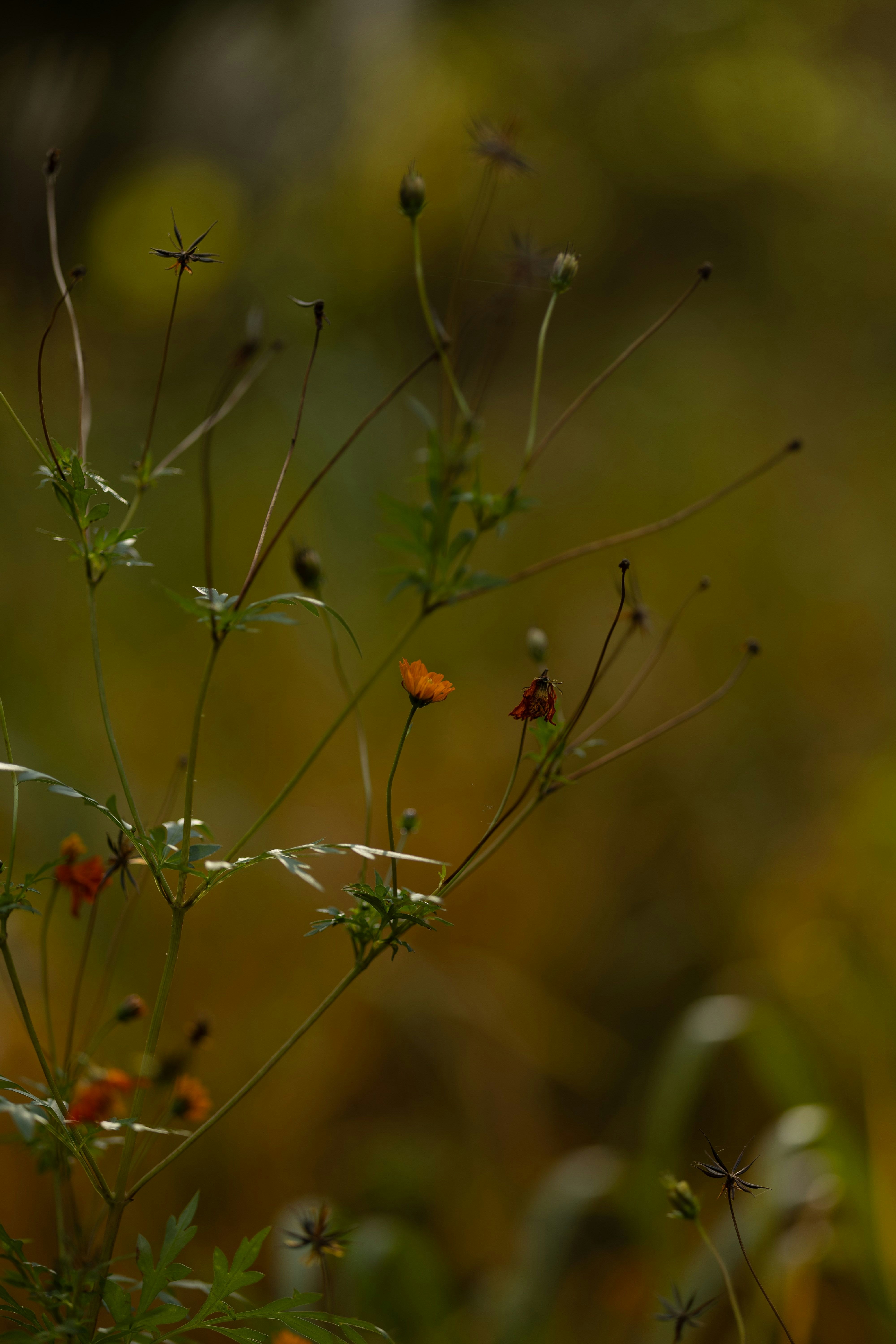 草花の間に咲く小さな花とつぼみのある風景