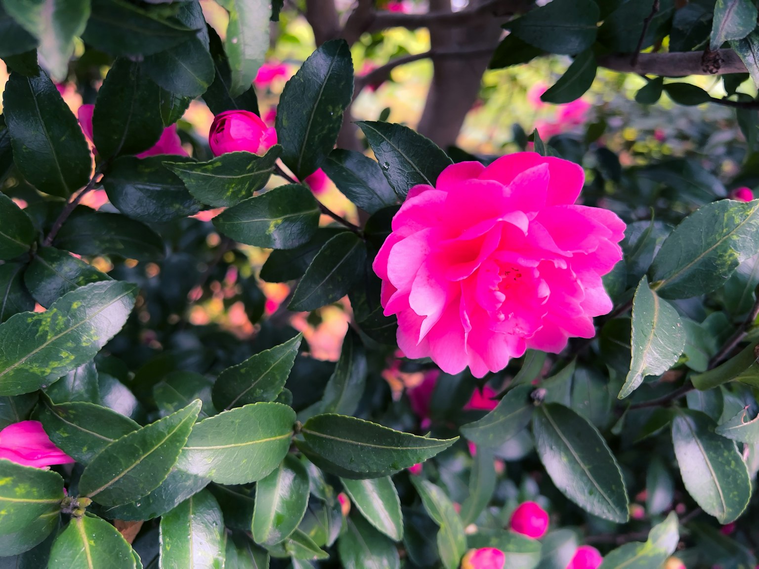 Bunga pink cerah dikelilingi daun hijau