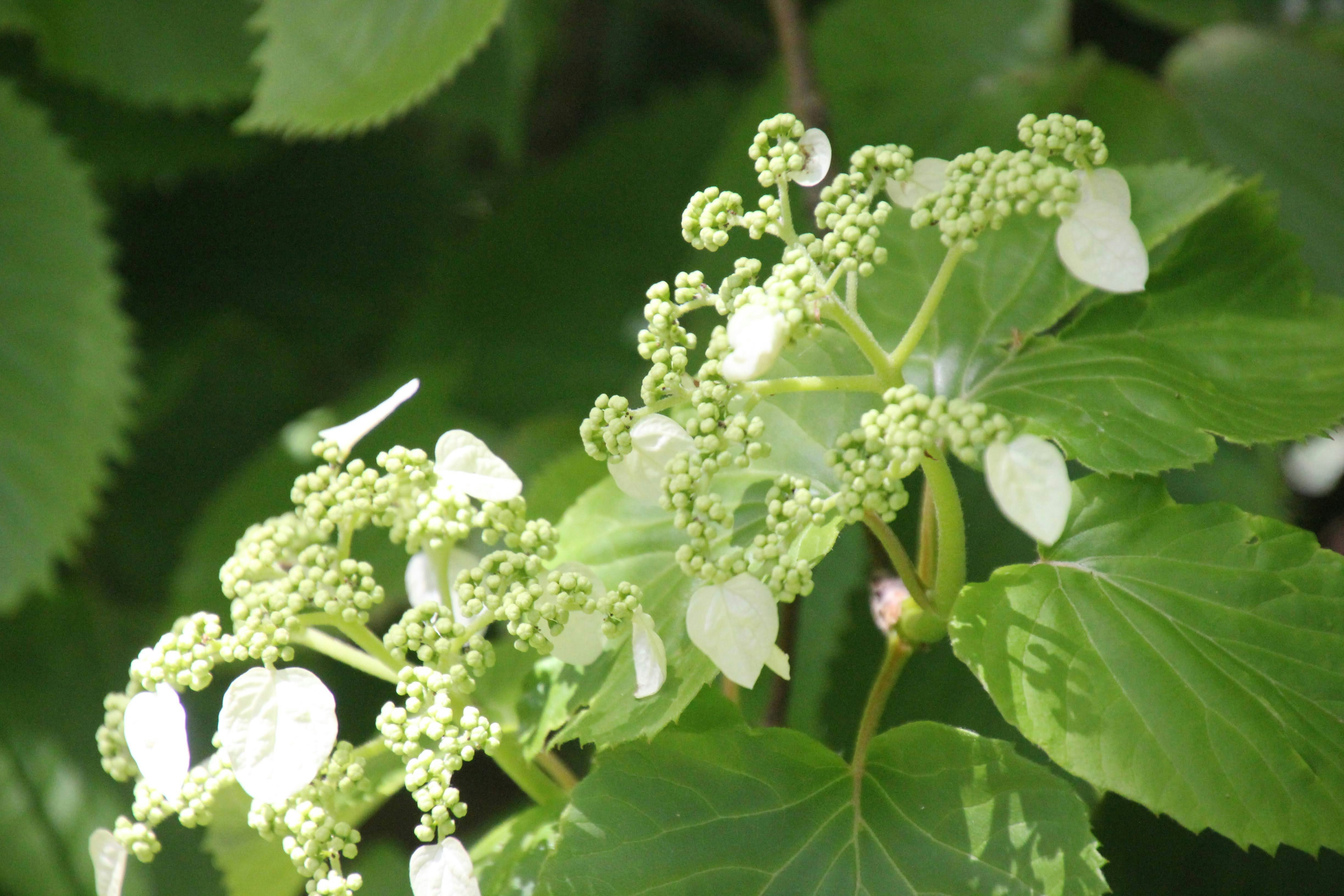 アジサイの花と葉のクローズアップ