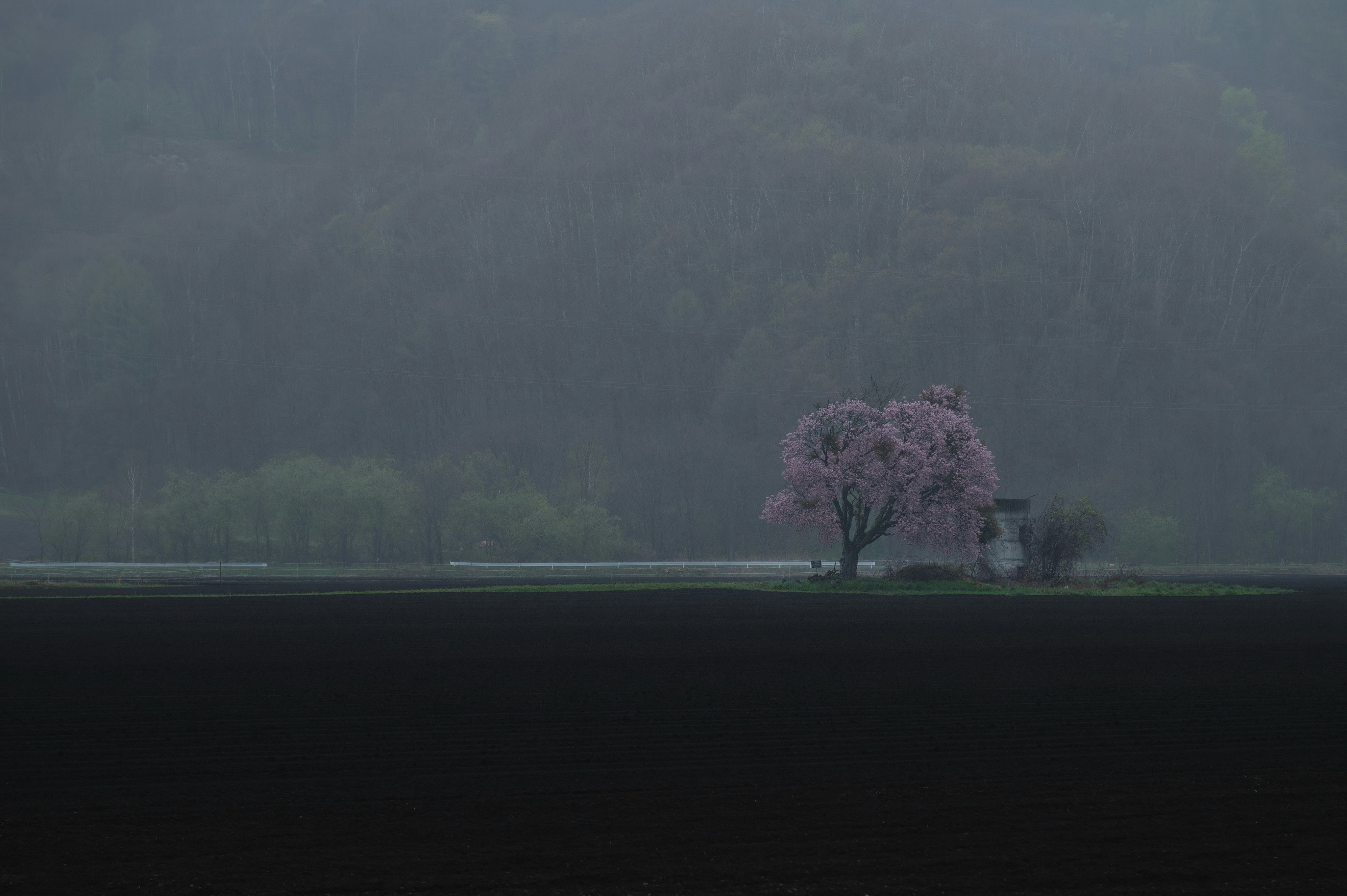 霞に佇む湖畔の一本桜の木