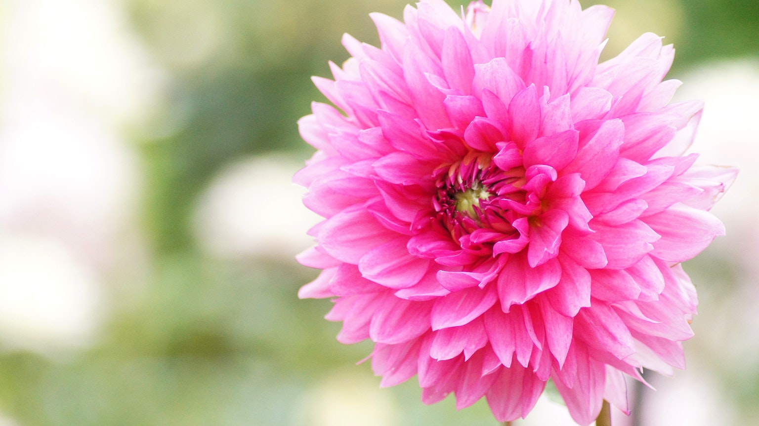 Lebendige pinke Dahlienblüte mit verschwommenem Hintergrund anderer Blumen