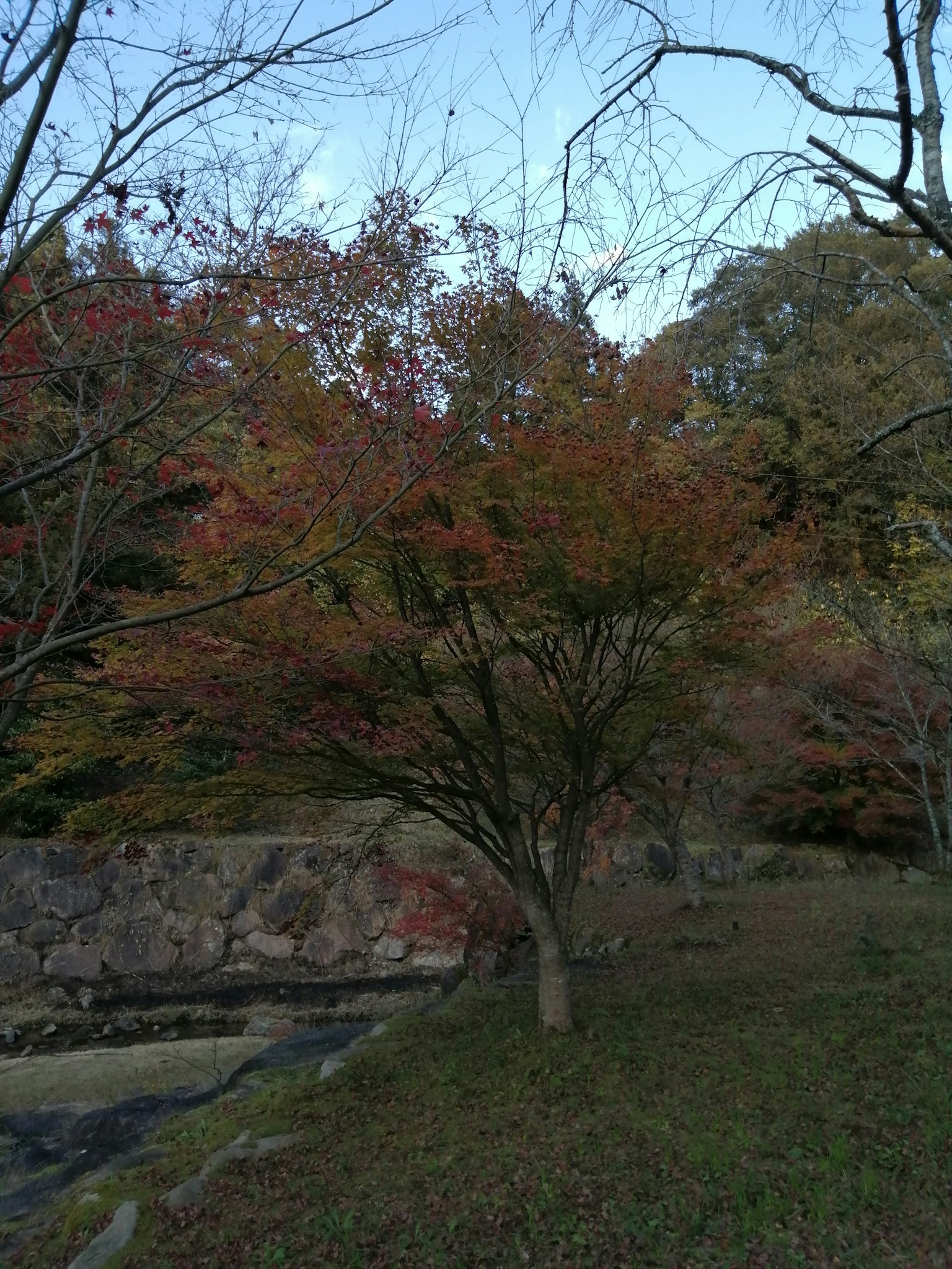 Vue de parc pittoresque avec feuillage d'automne vibrant
