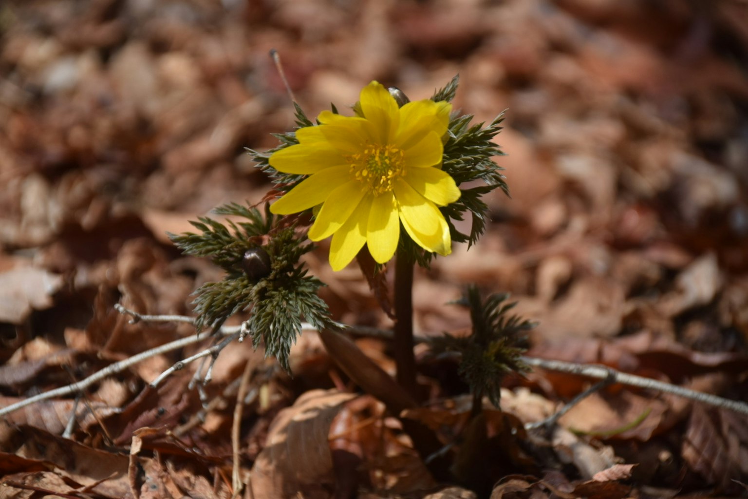Gelbe Blume, die im Frühling aus dem Laub herausragt