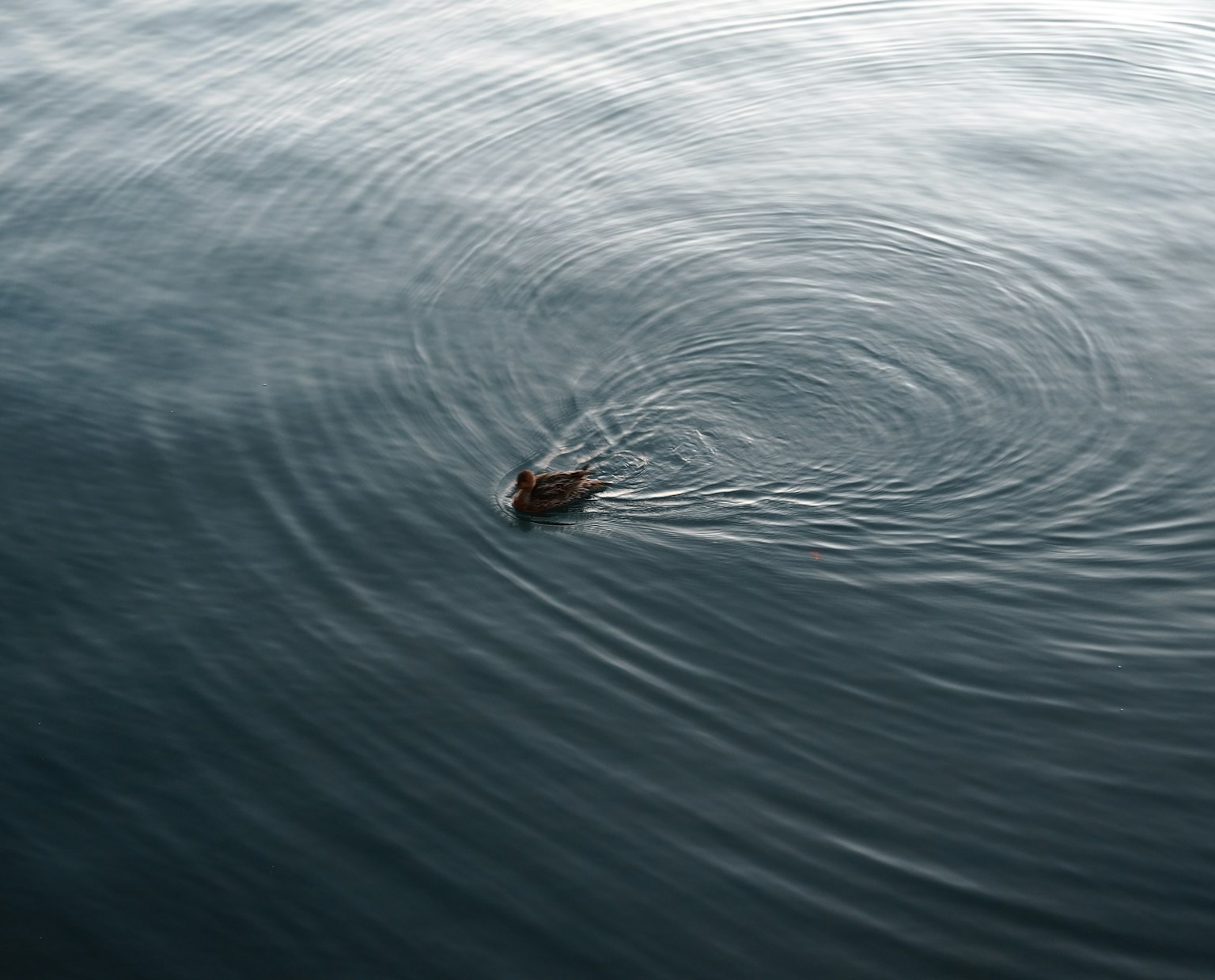 A duck swimming on the water surface creating ripples