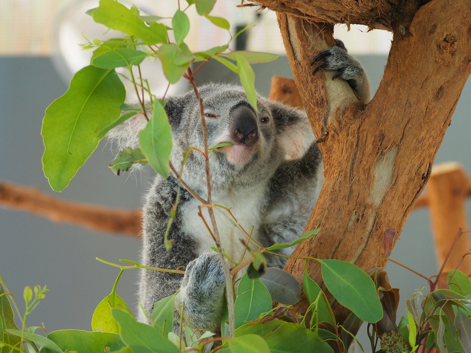 A relaxed koala resting on a tree surrounded by green leaves