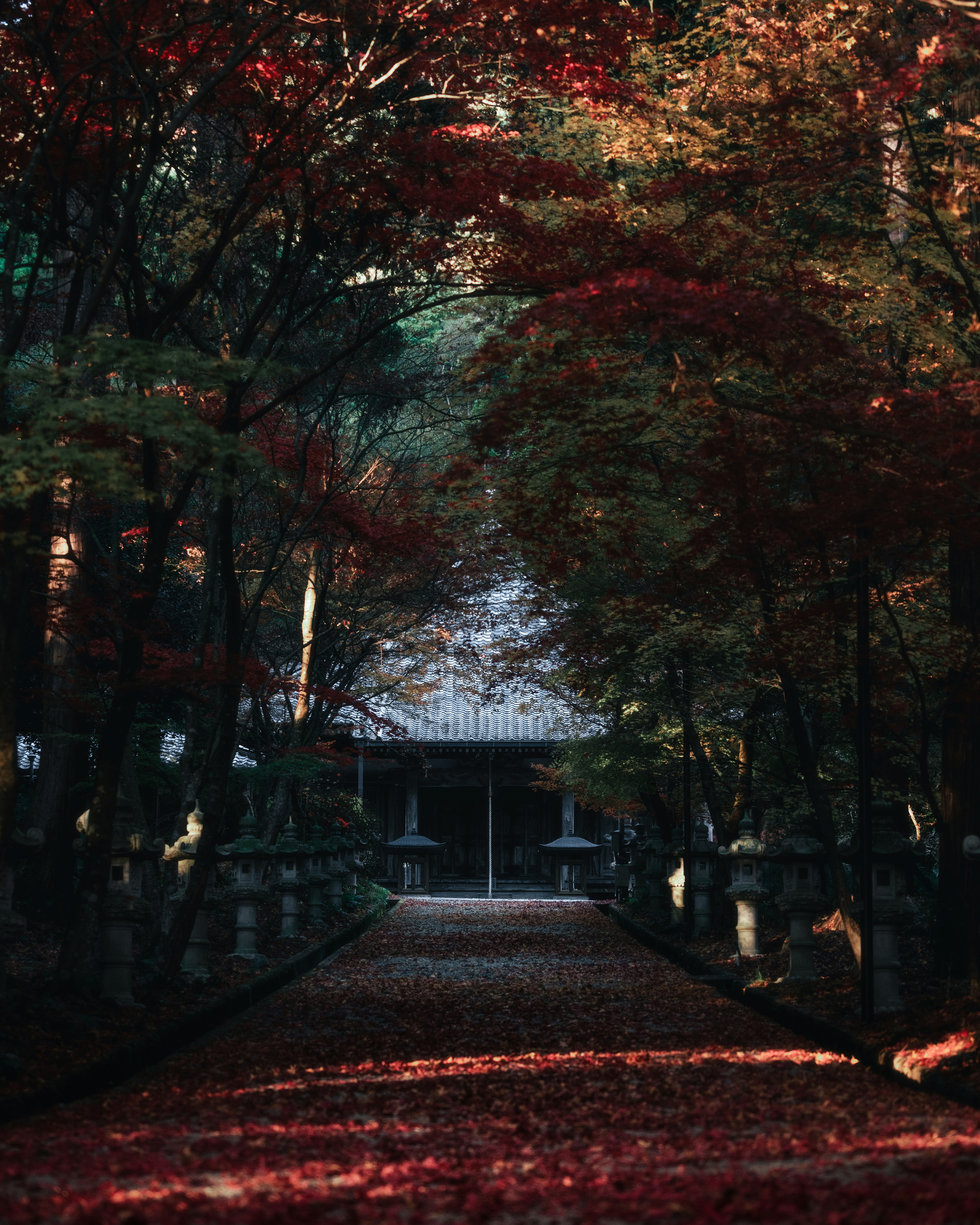 紅葉の並木と石畳の参道、奥に寺院の門
