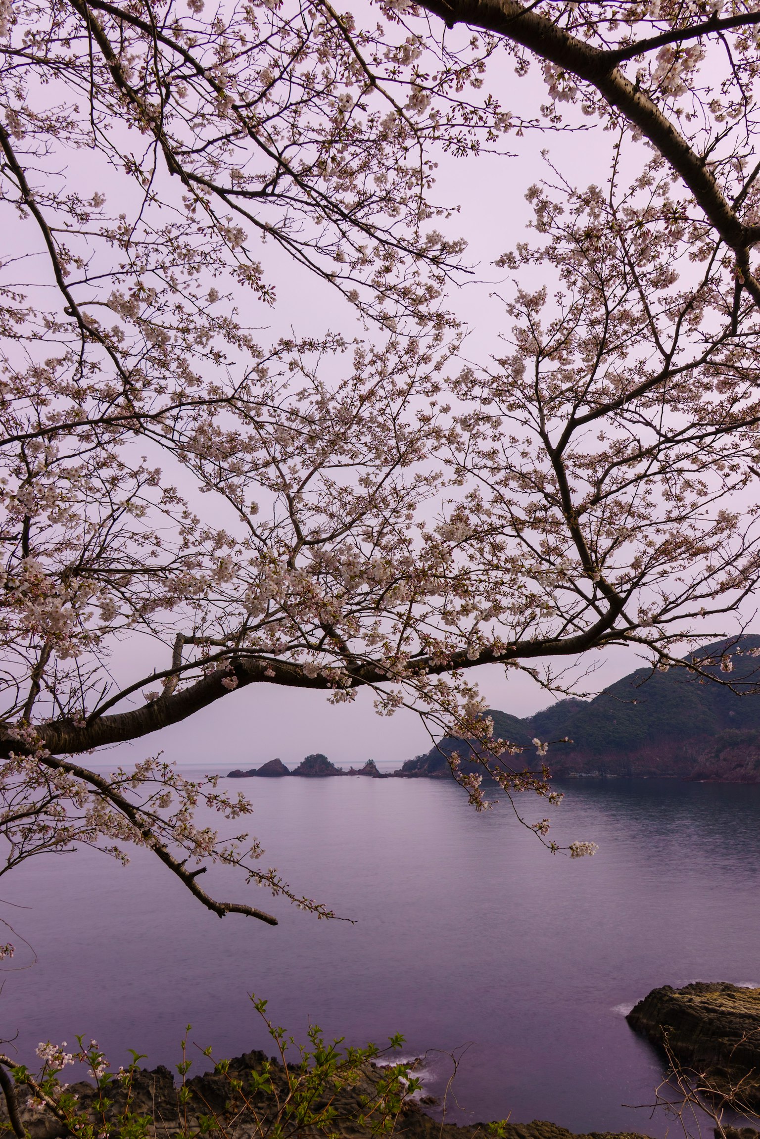 櫻花樹枝框住寧靜的海景