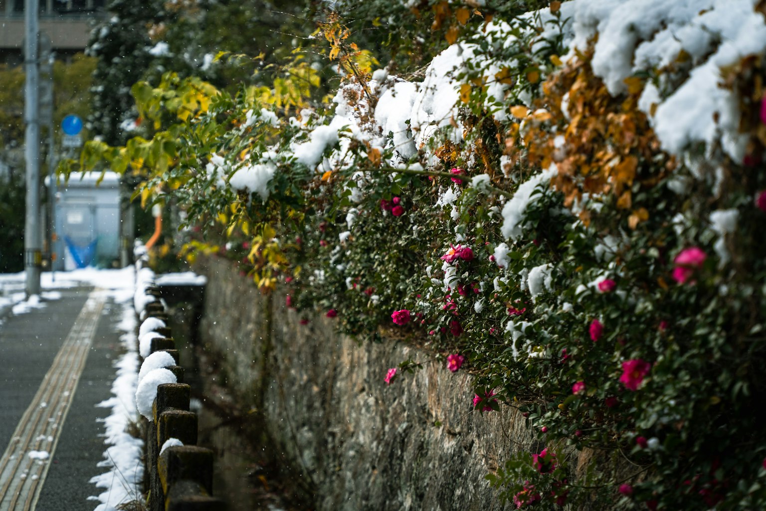 Von Schnee bedeckte Blumen entlang eines Steinweges