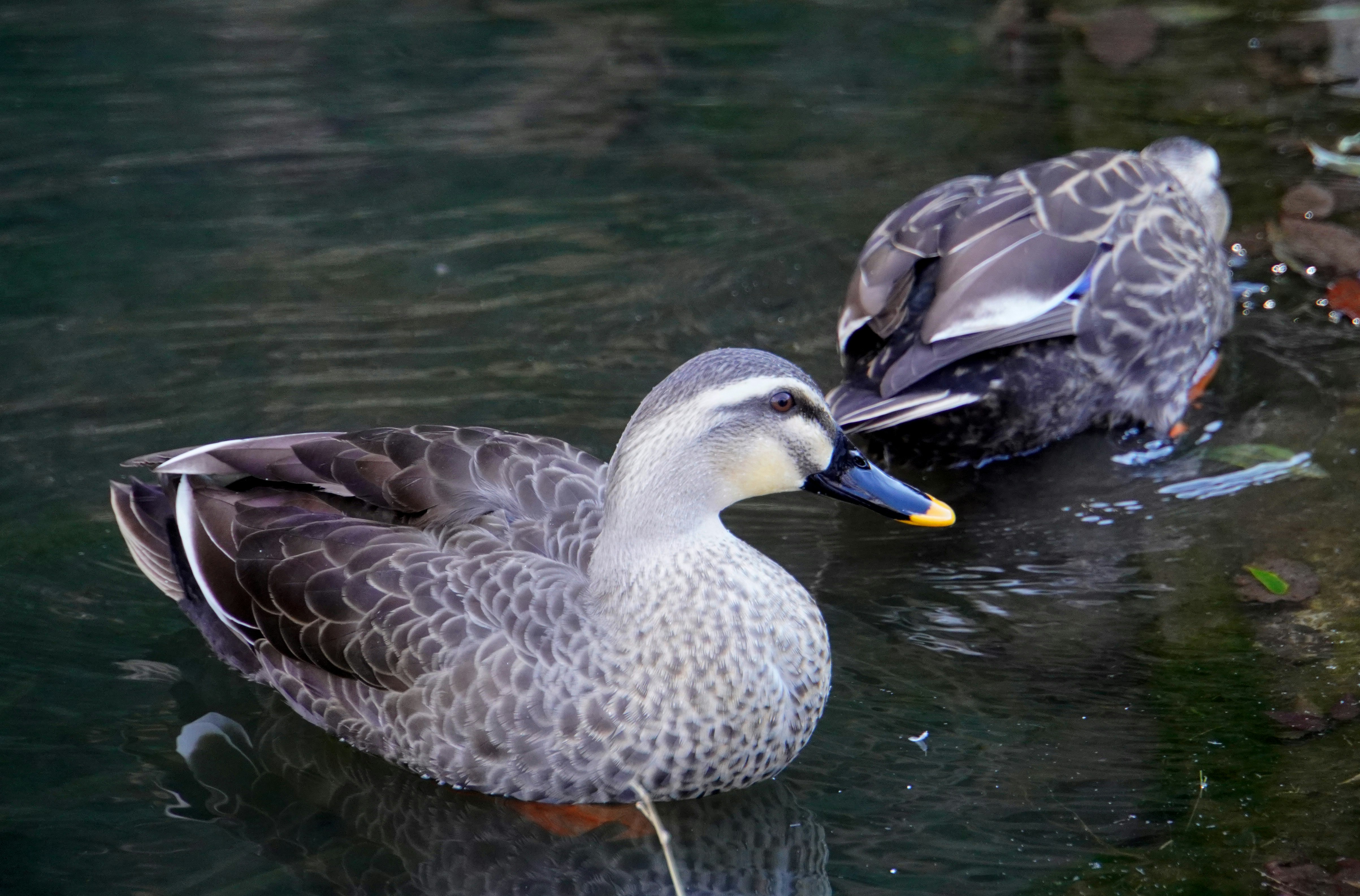 水辺でくつろぐアホウドリのような鳥