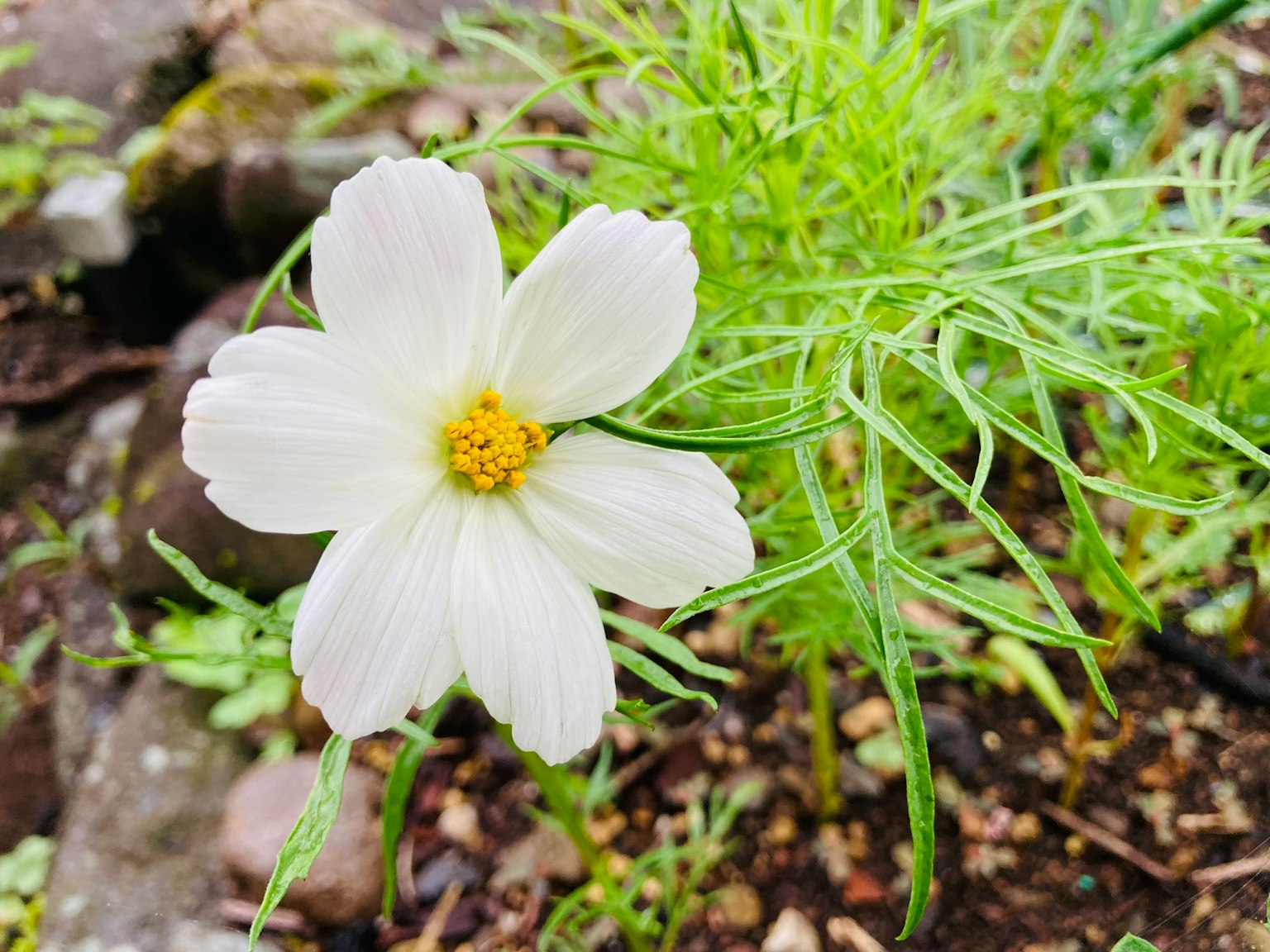 Primo piano di un fiore bianco con centro giallo e fogliame verde