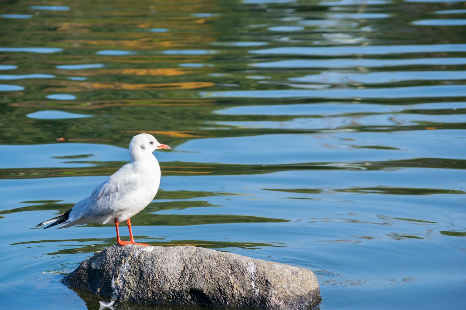 Una gaviota blanca de pie sobre una roca en una superficie de agua ondulante