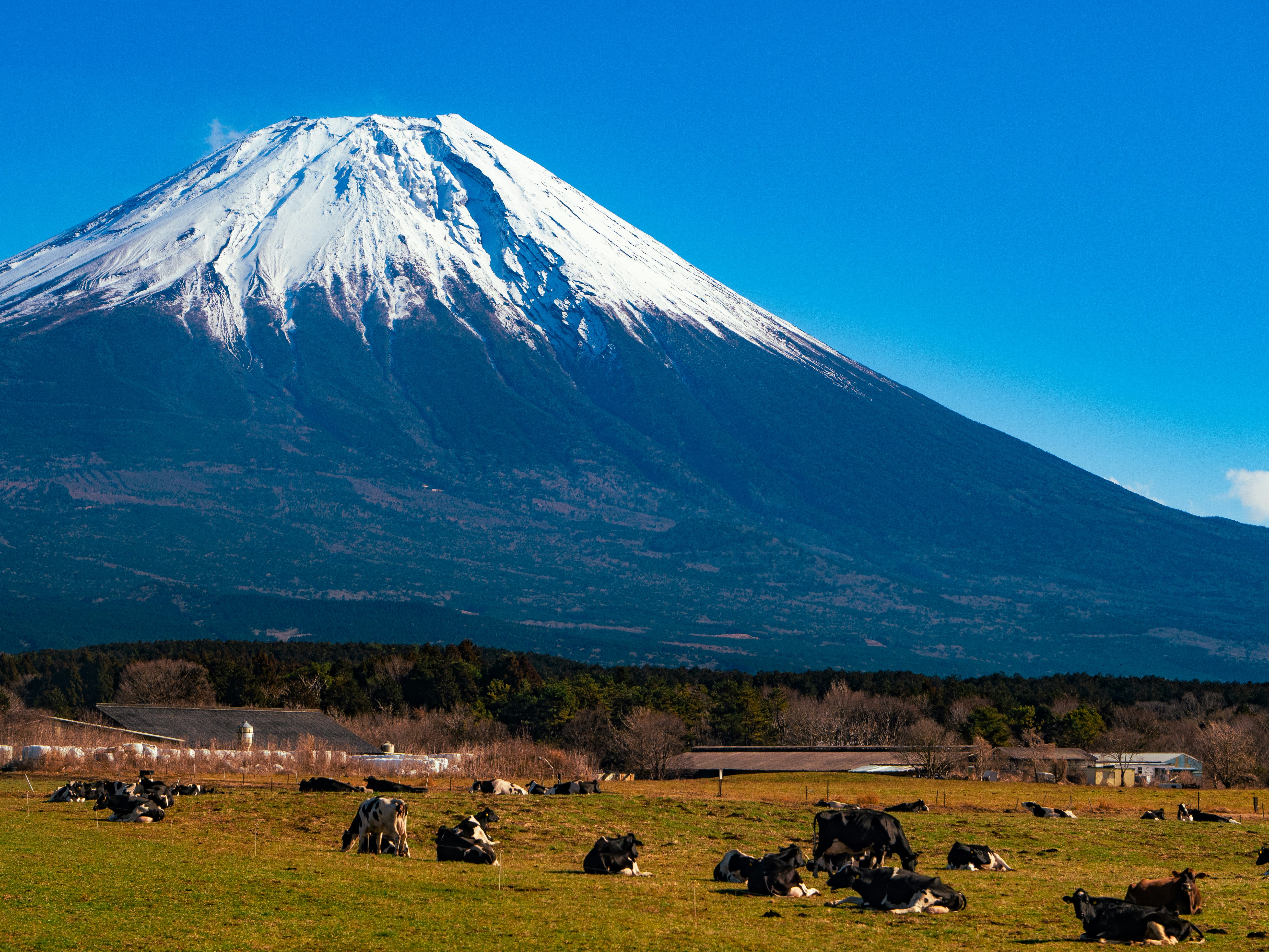 青空の下で草地に放牧された牛とそびえる山
