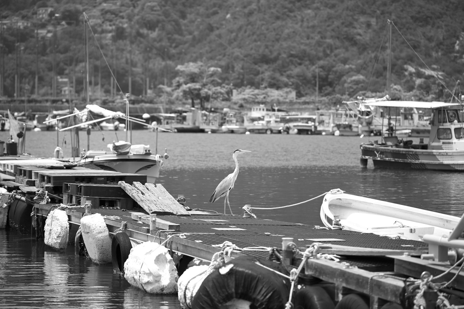 ทิวทัศน์ท่าเรือขาวดำมีนกกระสาและเรือ