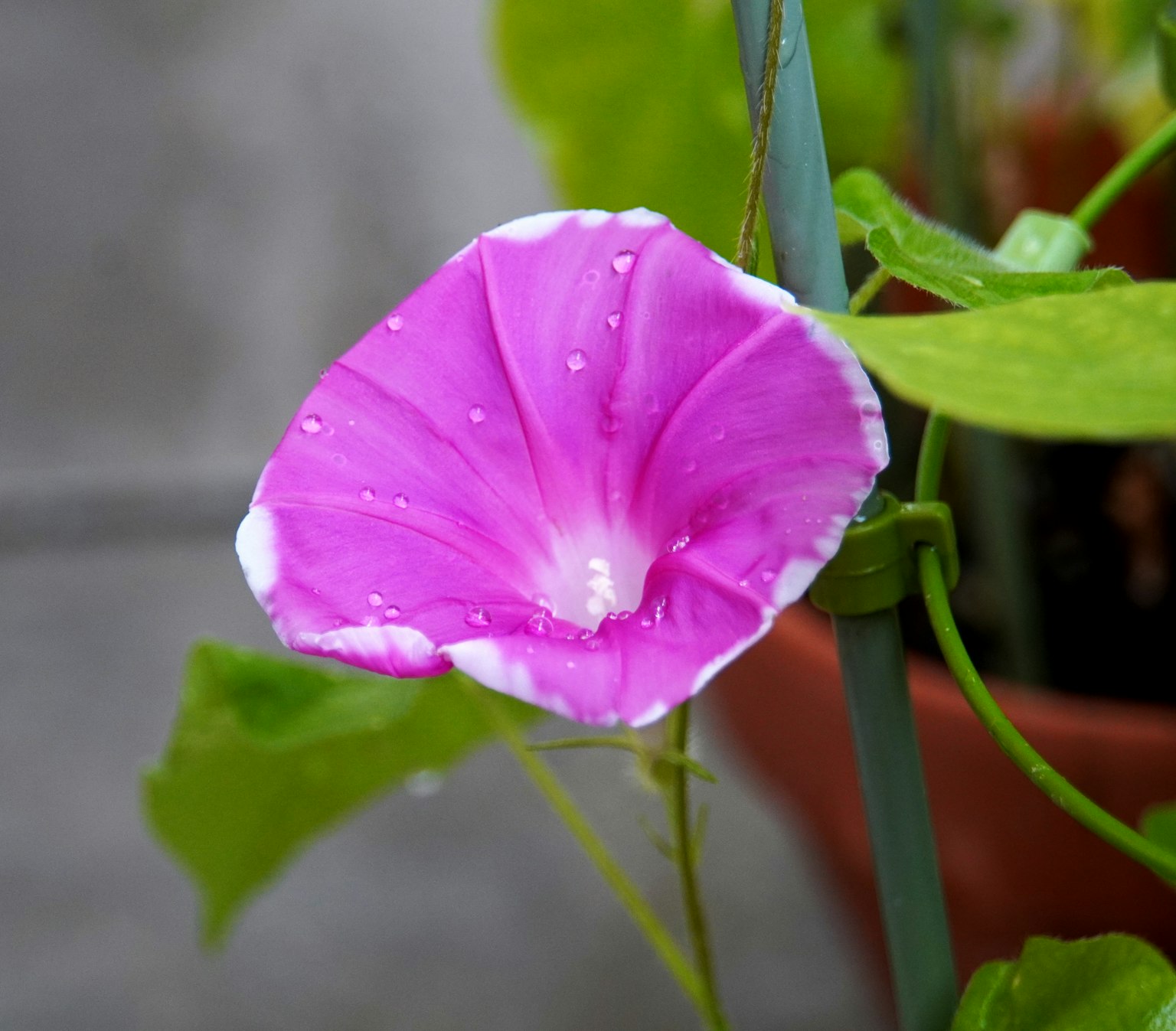 Pétale de gloire du matin rose vif avec des bords blancs et des gouttes d'eau