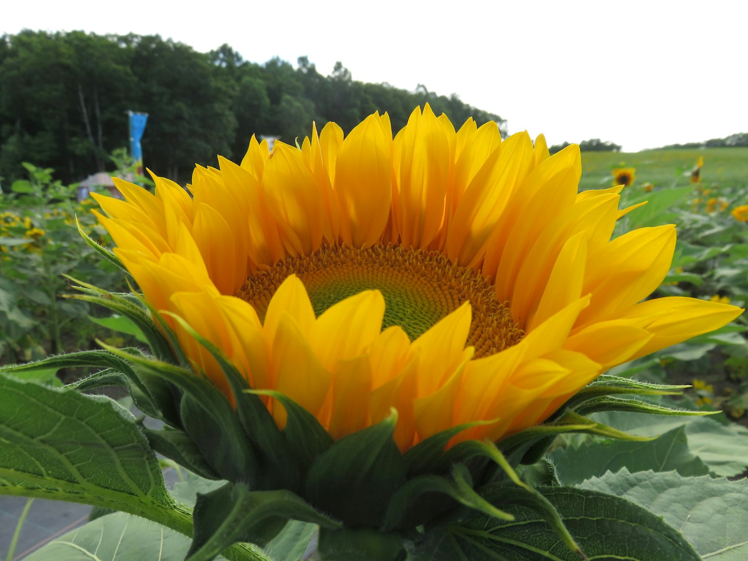 Eine lebendige gelbe Sonnenblume im Zentrum mit grünen Bäumen im Hintergrund
