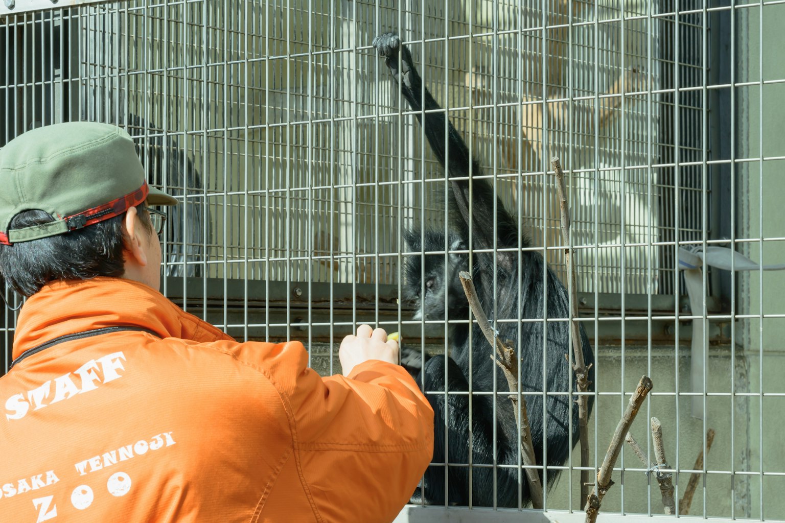 Un employé du zoo nourrissant un animal à travers la cage
