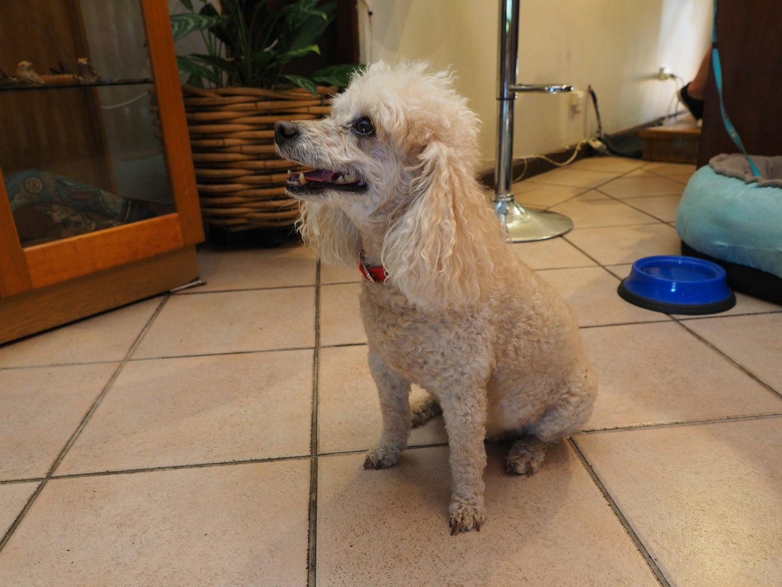 Poodle kecil duduk di dalam ruangan dengan ekspresi bahagia