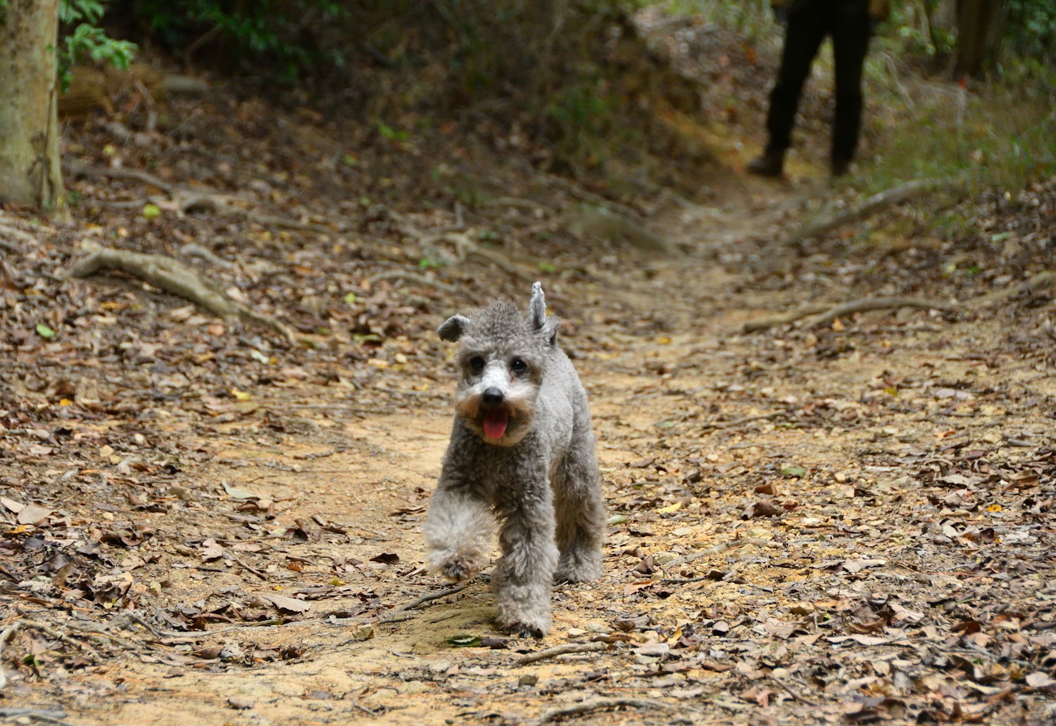 Perro schnauzer corriendo por un camino de tierra