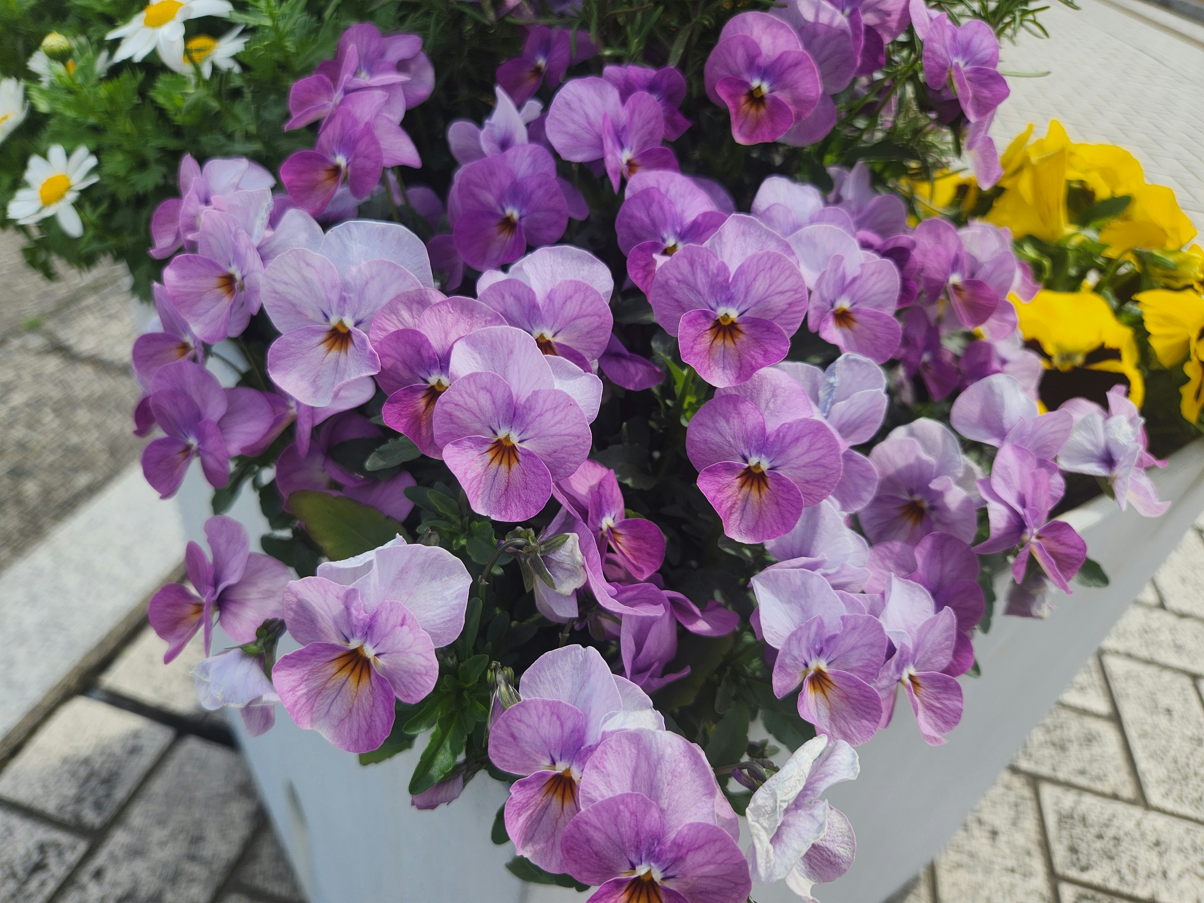 紫と白のパンジーの花束