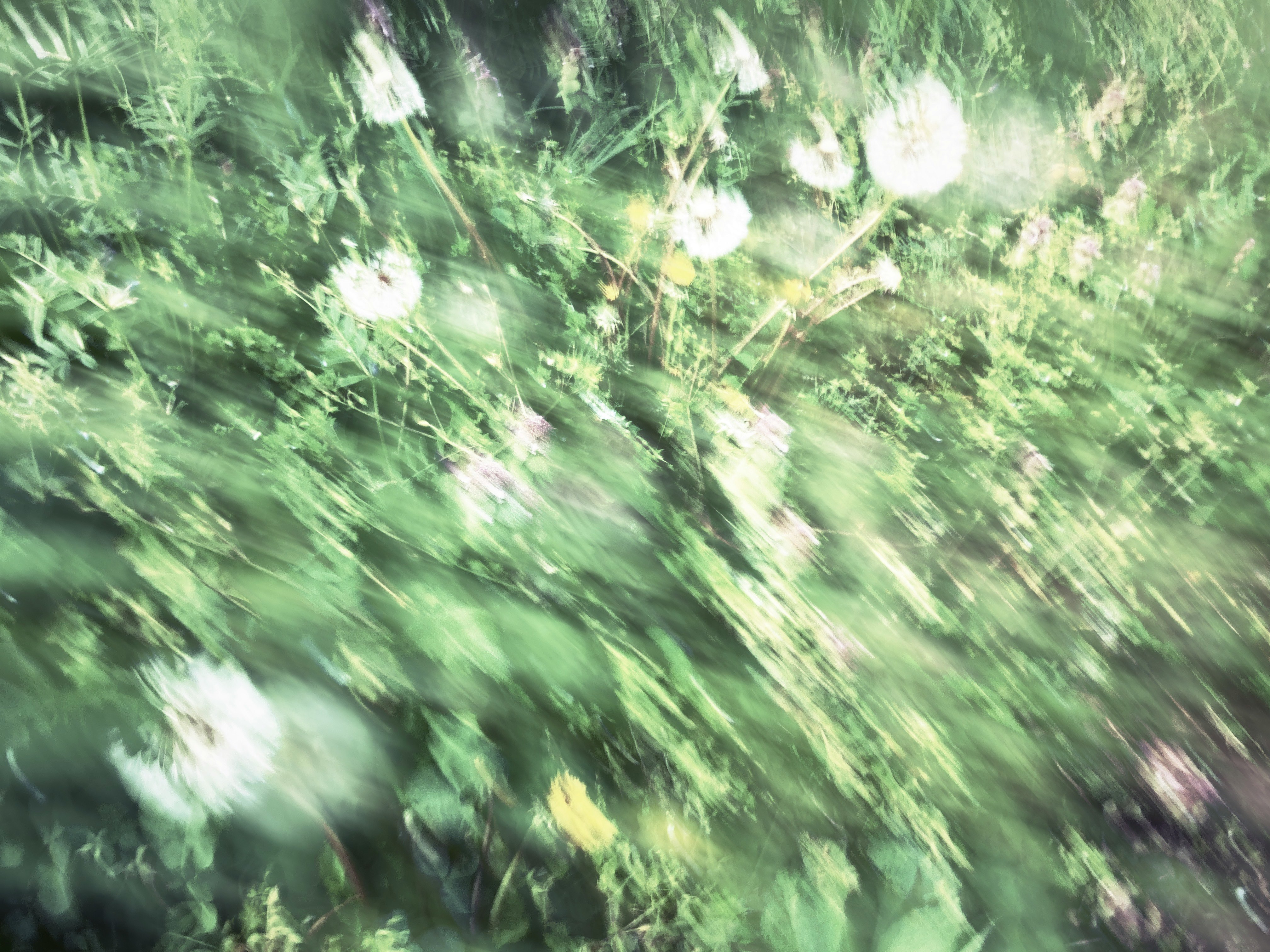 緑の草むらの中で揺れる光と影のモーションブラー