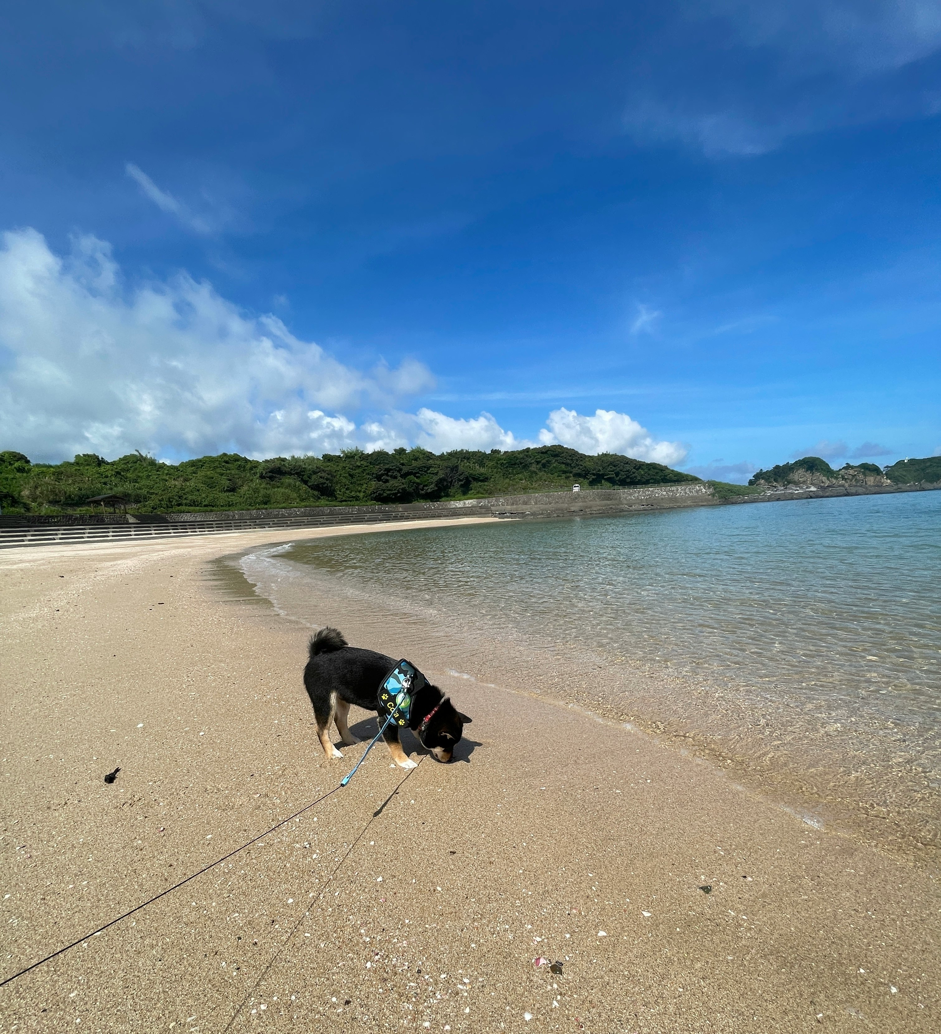 初夏の海辺で砂浜を散歩する犬