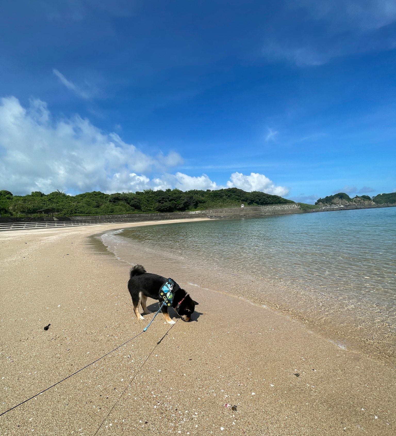 Un cane che gioca sulla spiaggia con un cielo blu chiaro e alberi verdi sullo sfondo