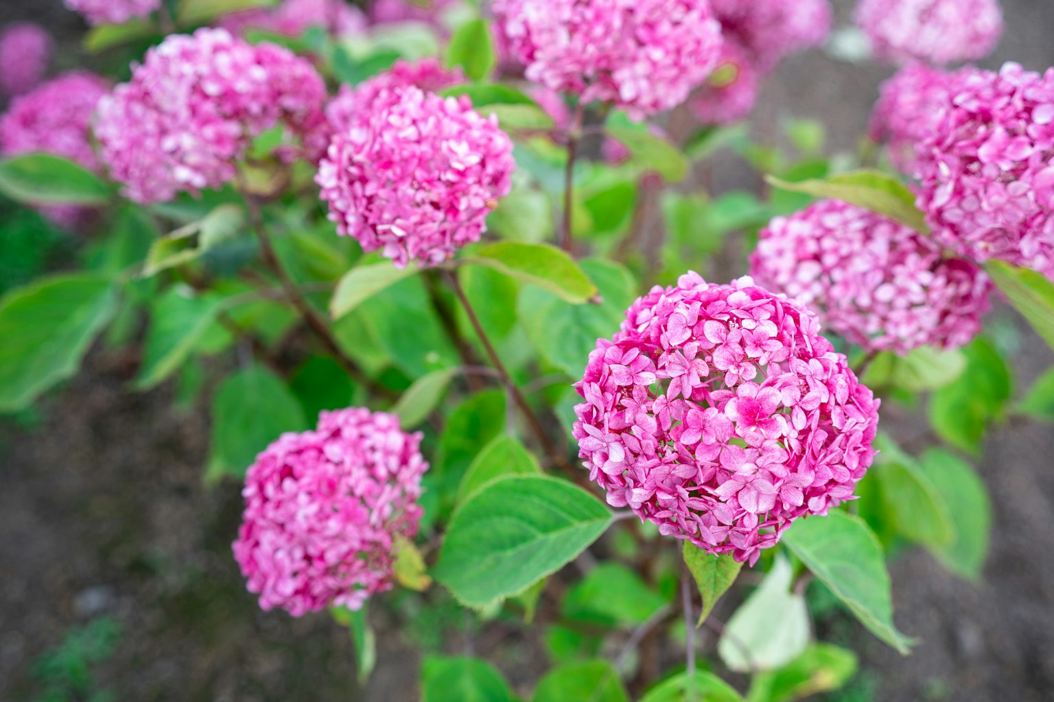 Primer plano de una planta con flores rosadas vibrantes