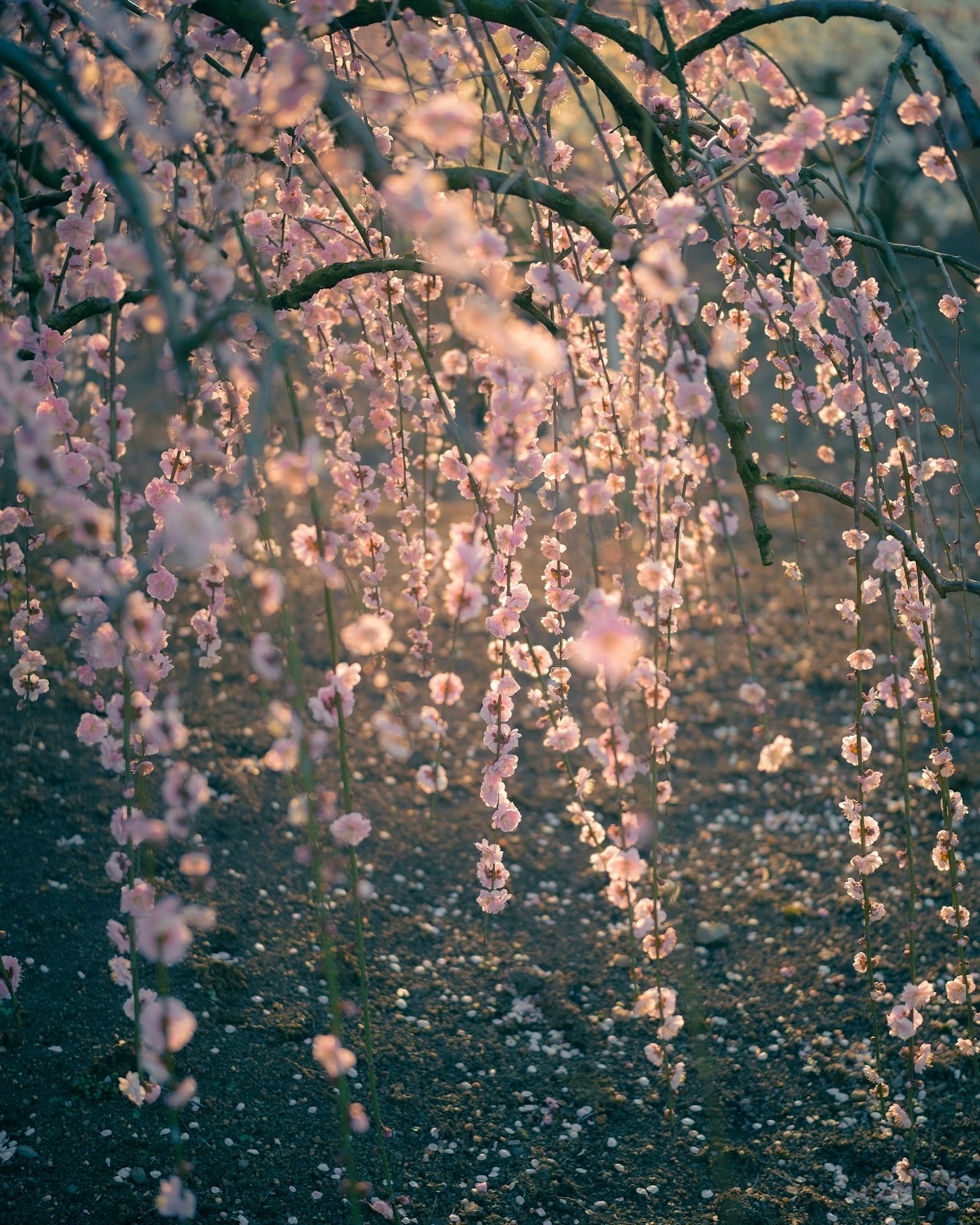 Weeping Cherry-Blüten in sanften Rosatönen, die sanft im Licht schwingen