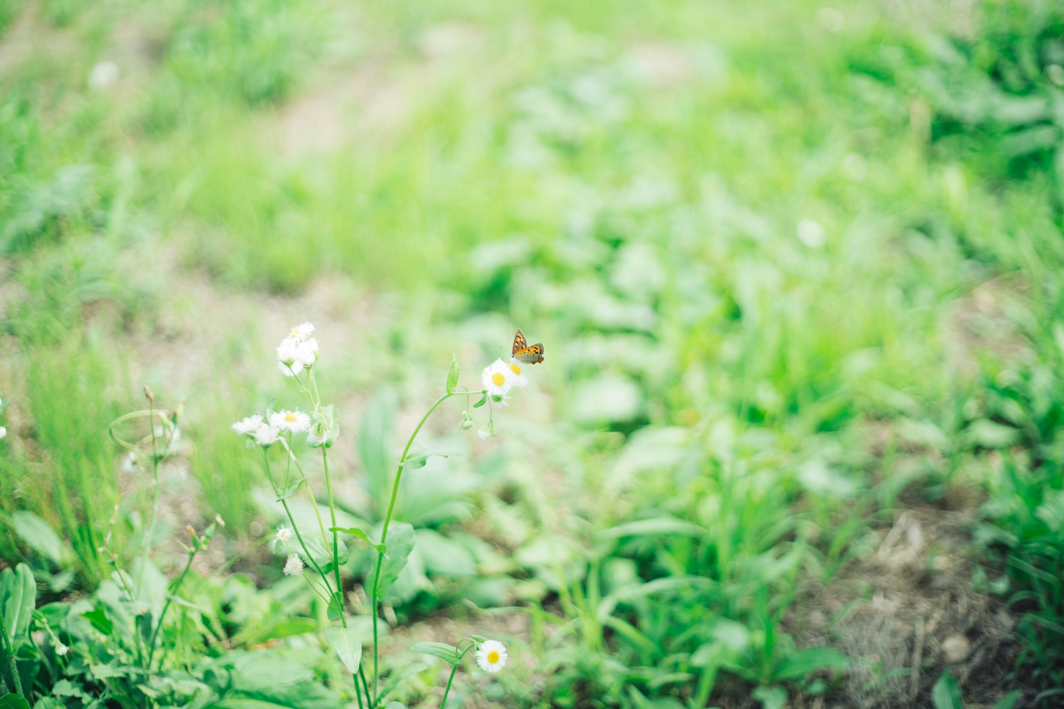 緑の芝生に咲く小さな白い花