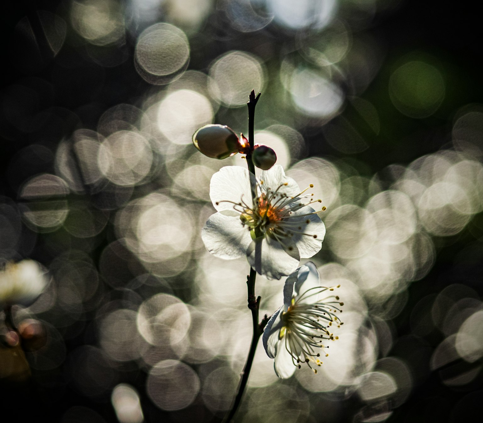 Hermosa imagen de flores blancas con fondo desenfocado