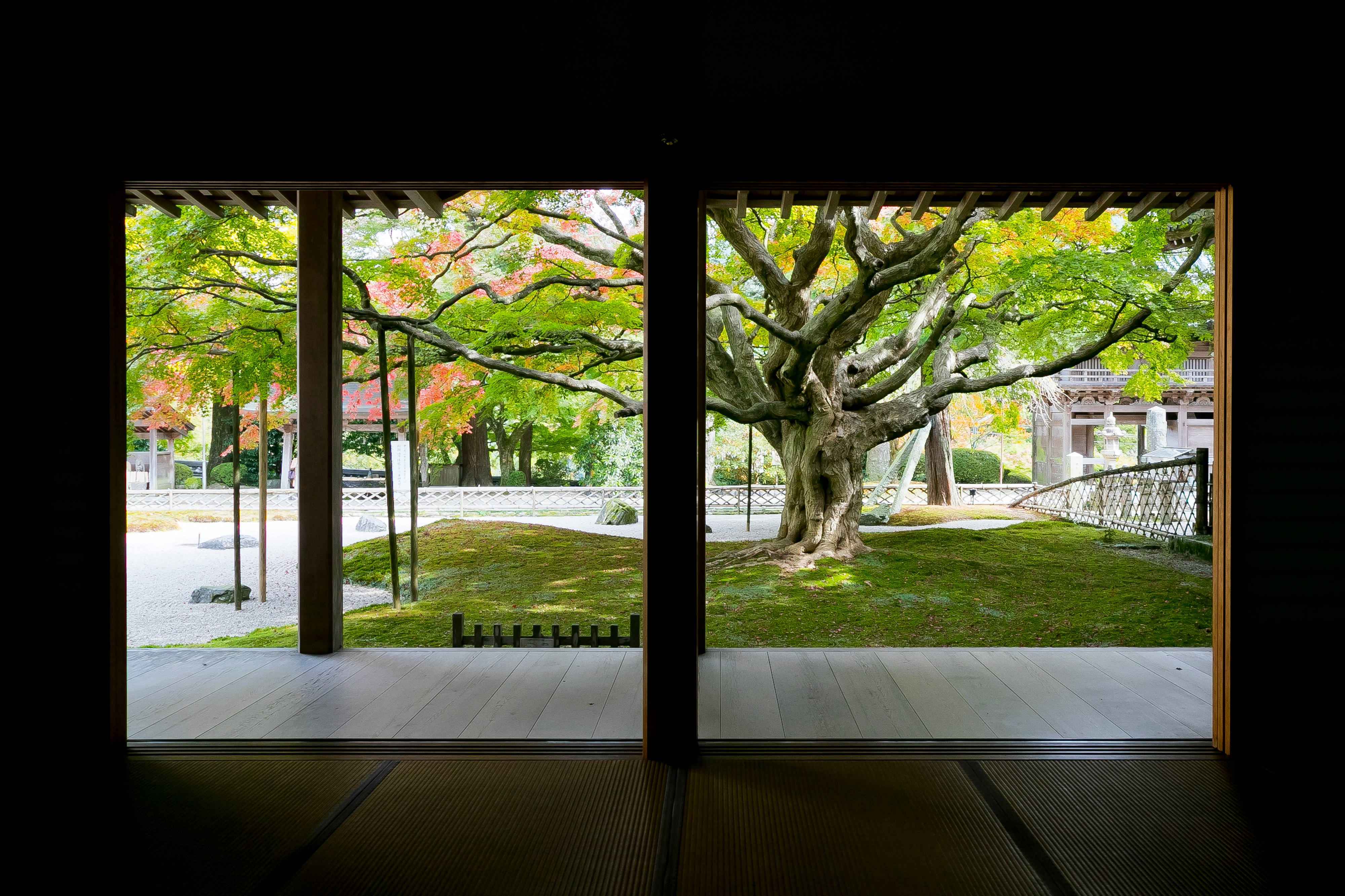 View of a traditional Japanese garden with a large tree from a wooden structure